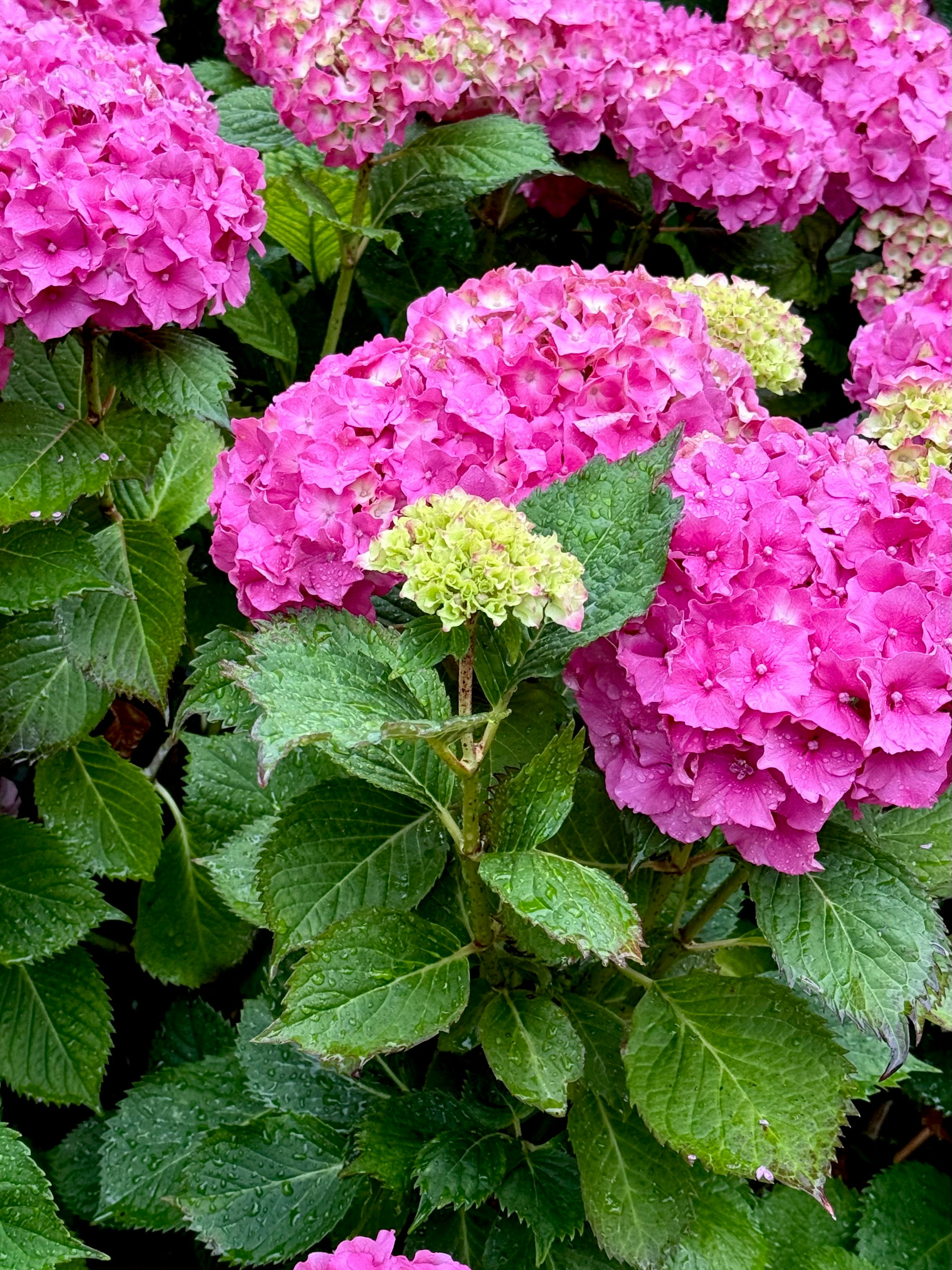 Photo by indi_grunge