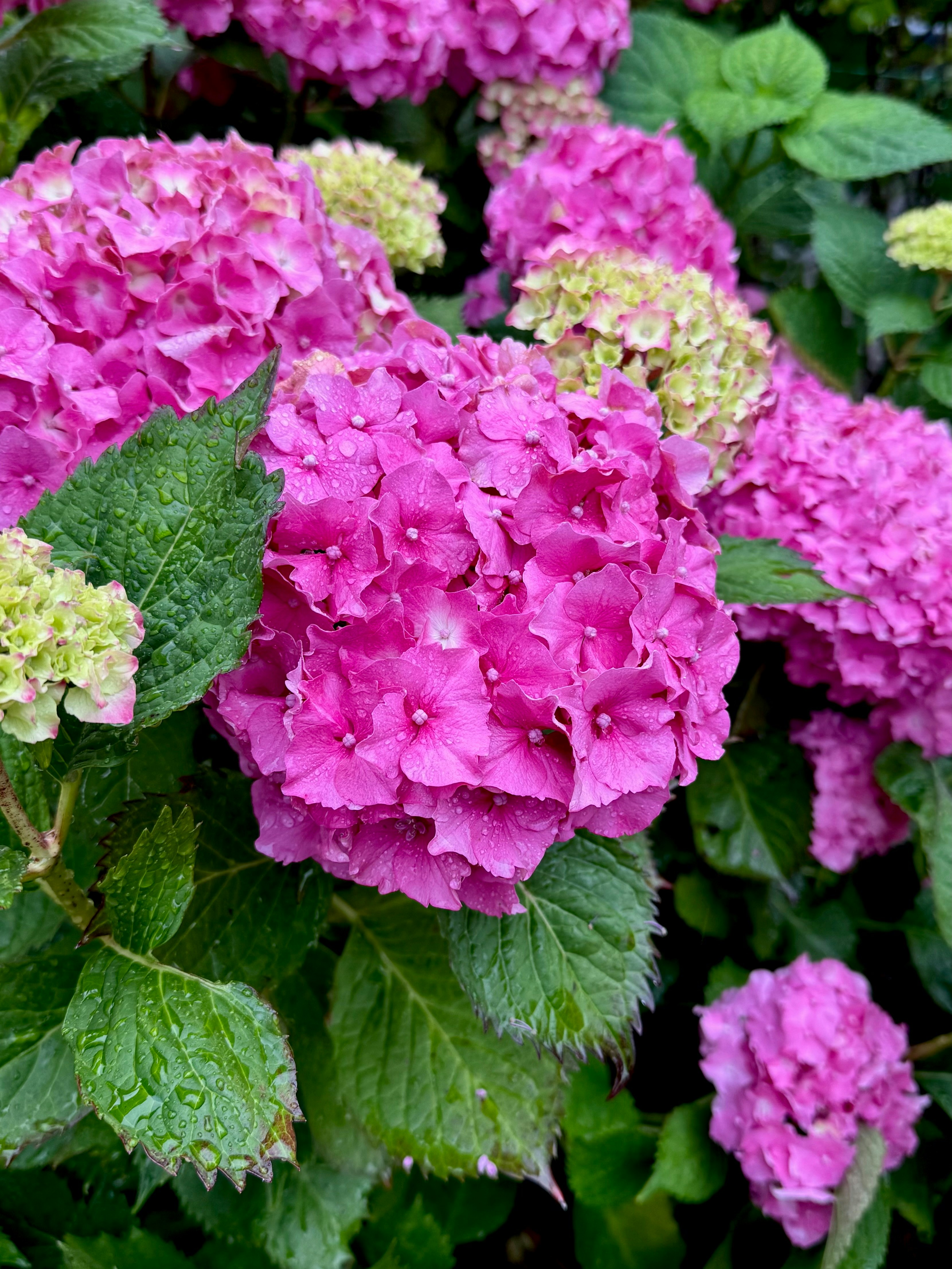 Photo by indi_grunge