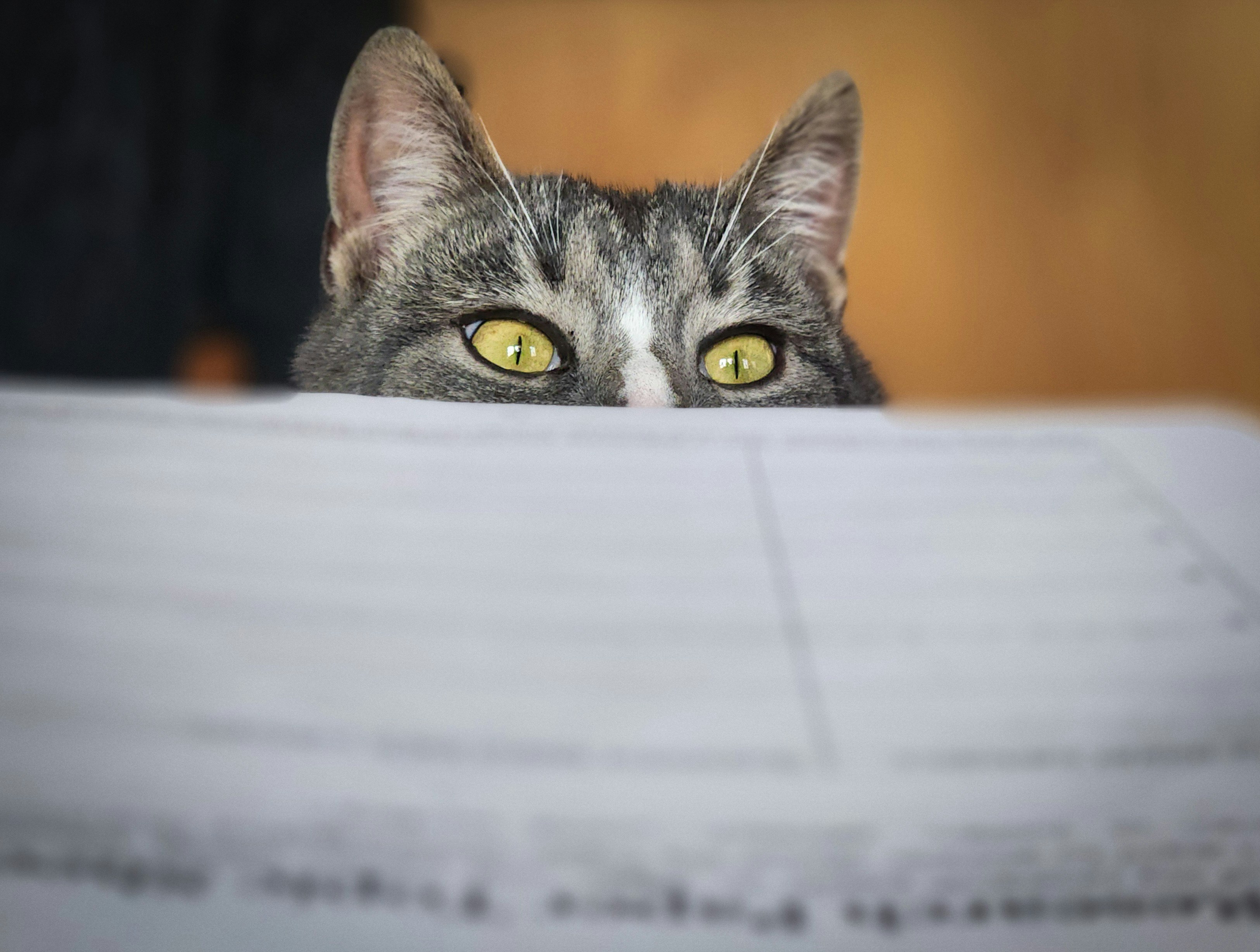 A curious cat peeks over a table