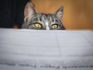 A curious cat peeks over a table.