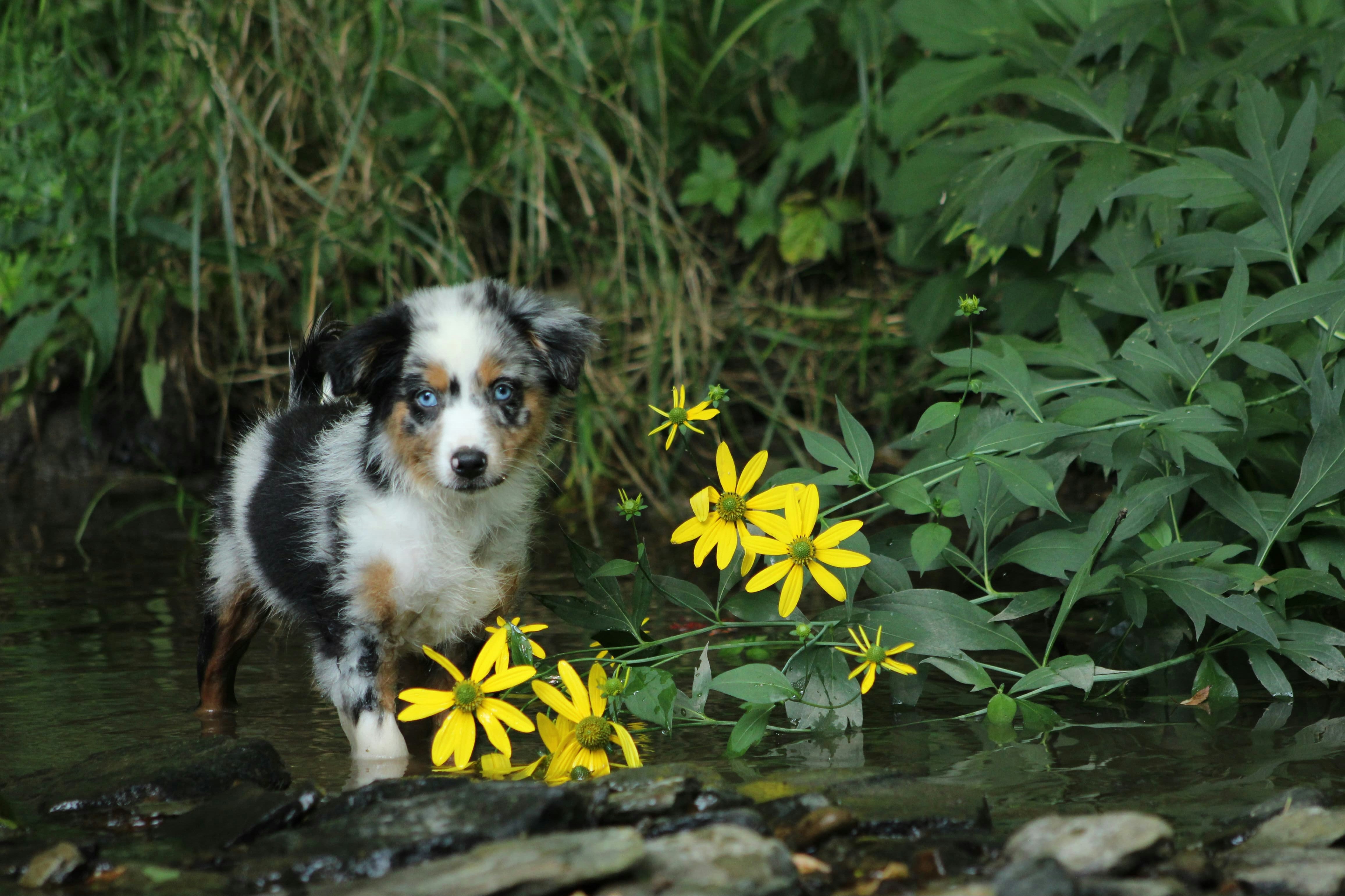 Um cachorro pequeno fica em águas rasas perto de flores amarelas