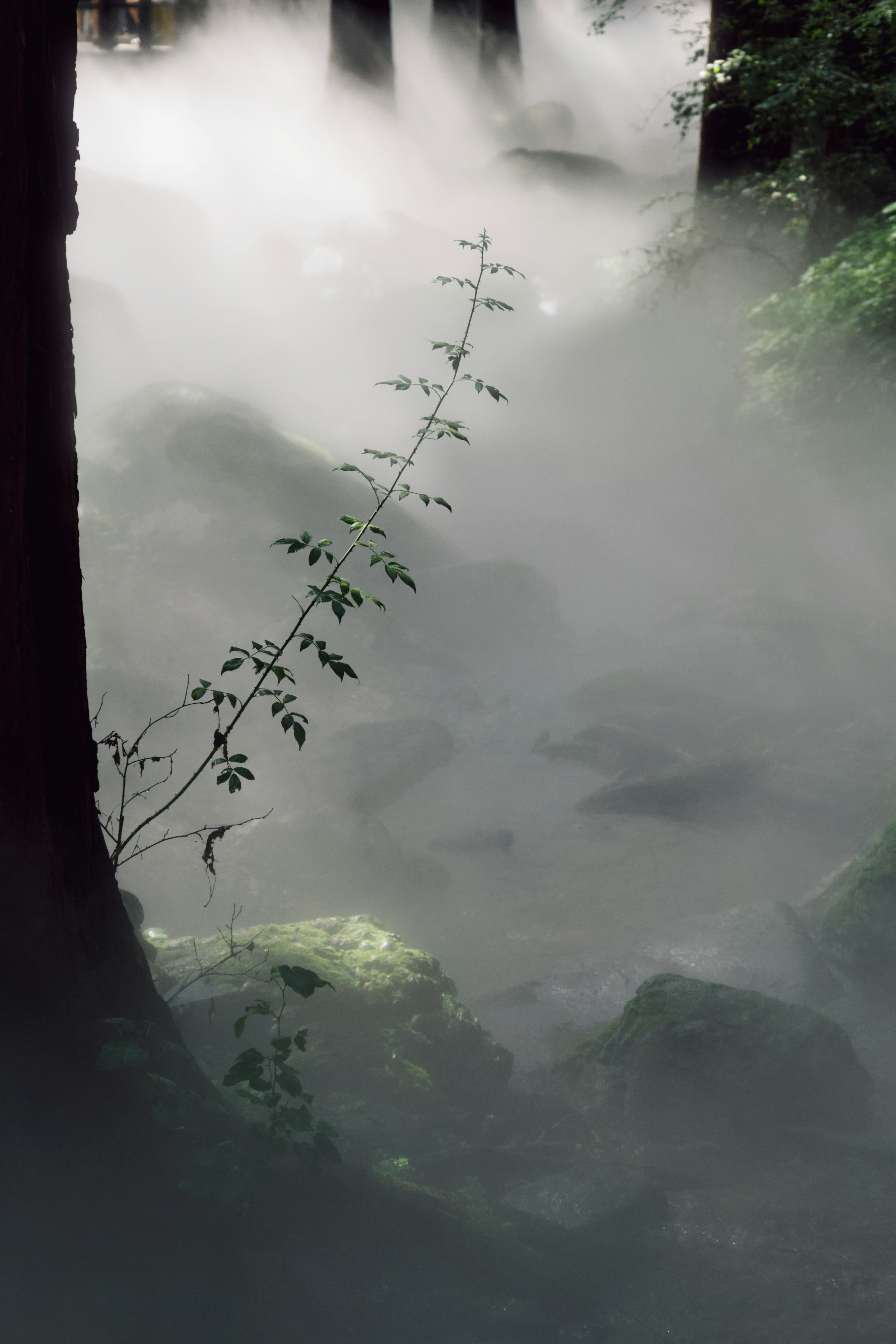 Misty forest path with rocks and a small plant