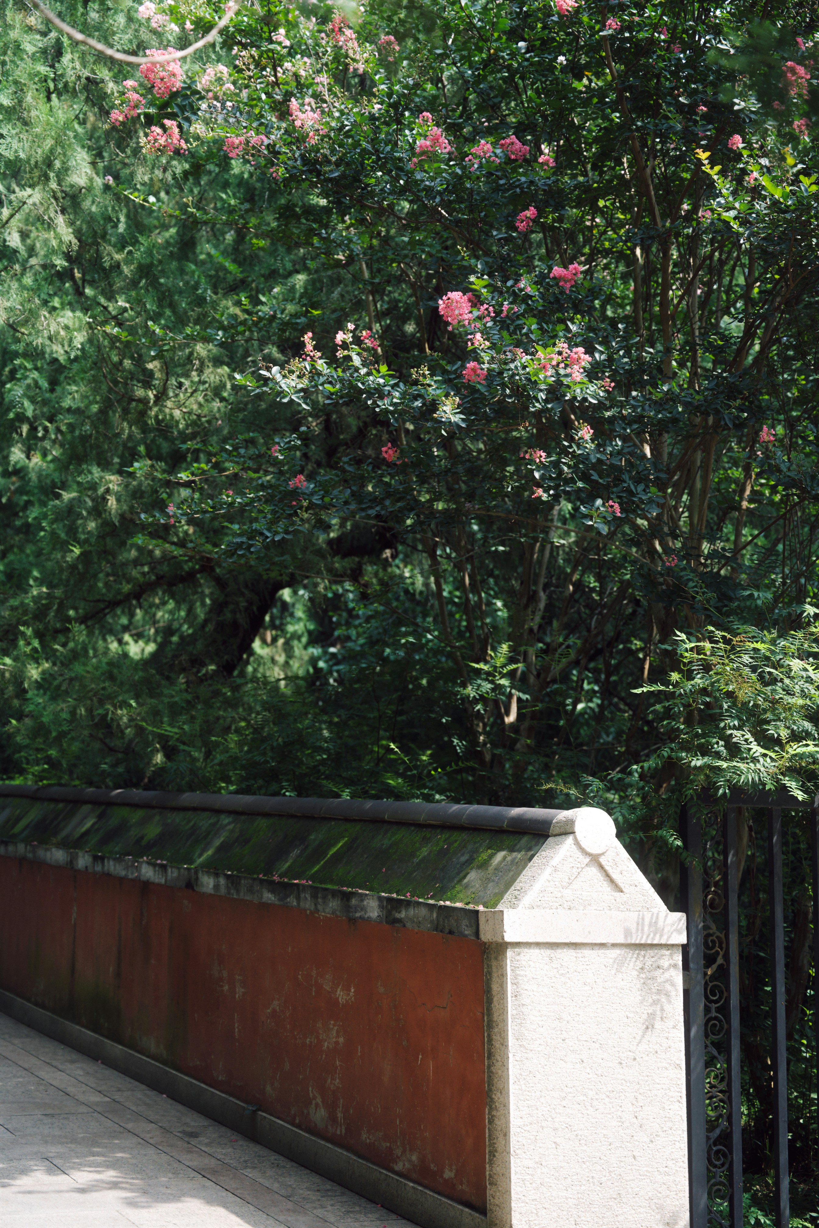 Pink flowers bloom on a tree behind a stone wall.