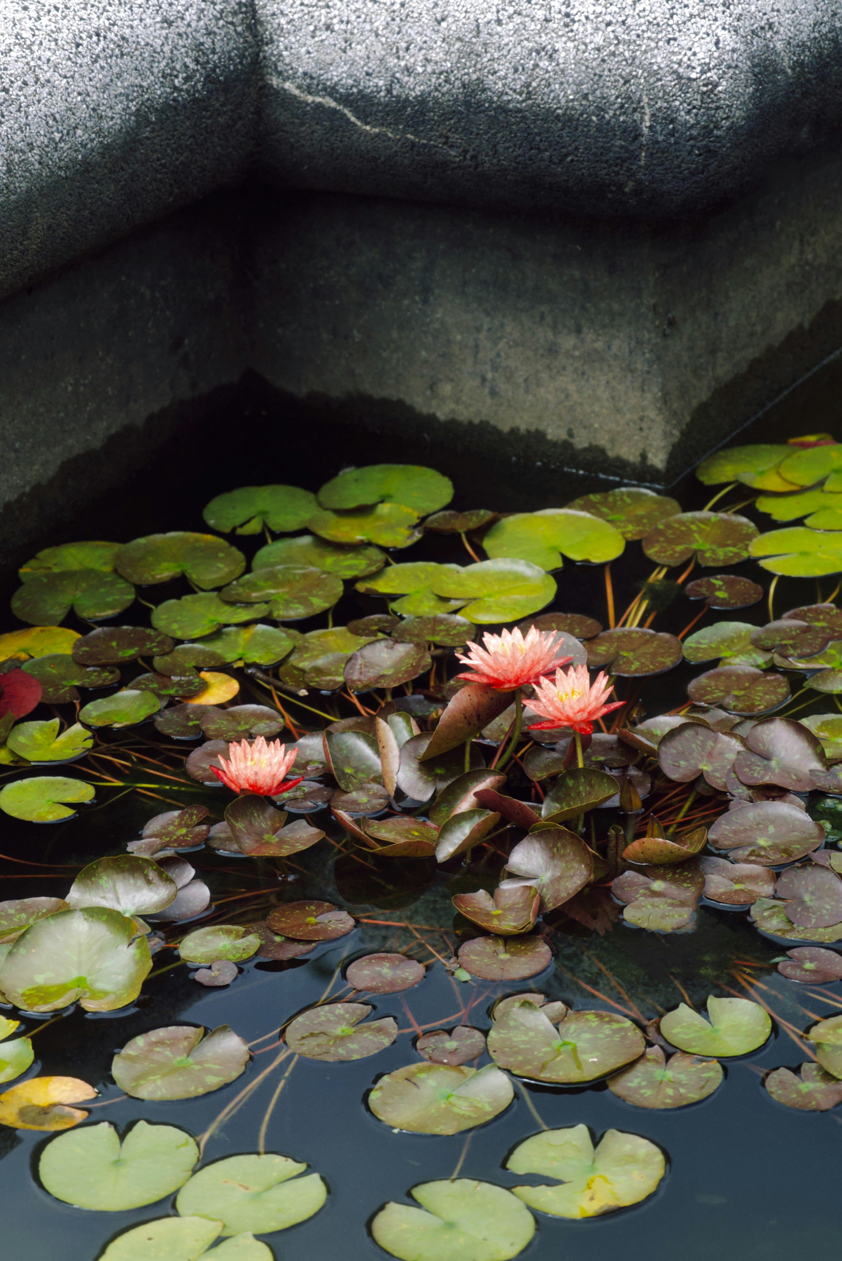 Three pink water lilies bloom in a pond.