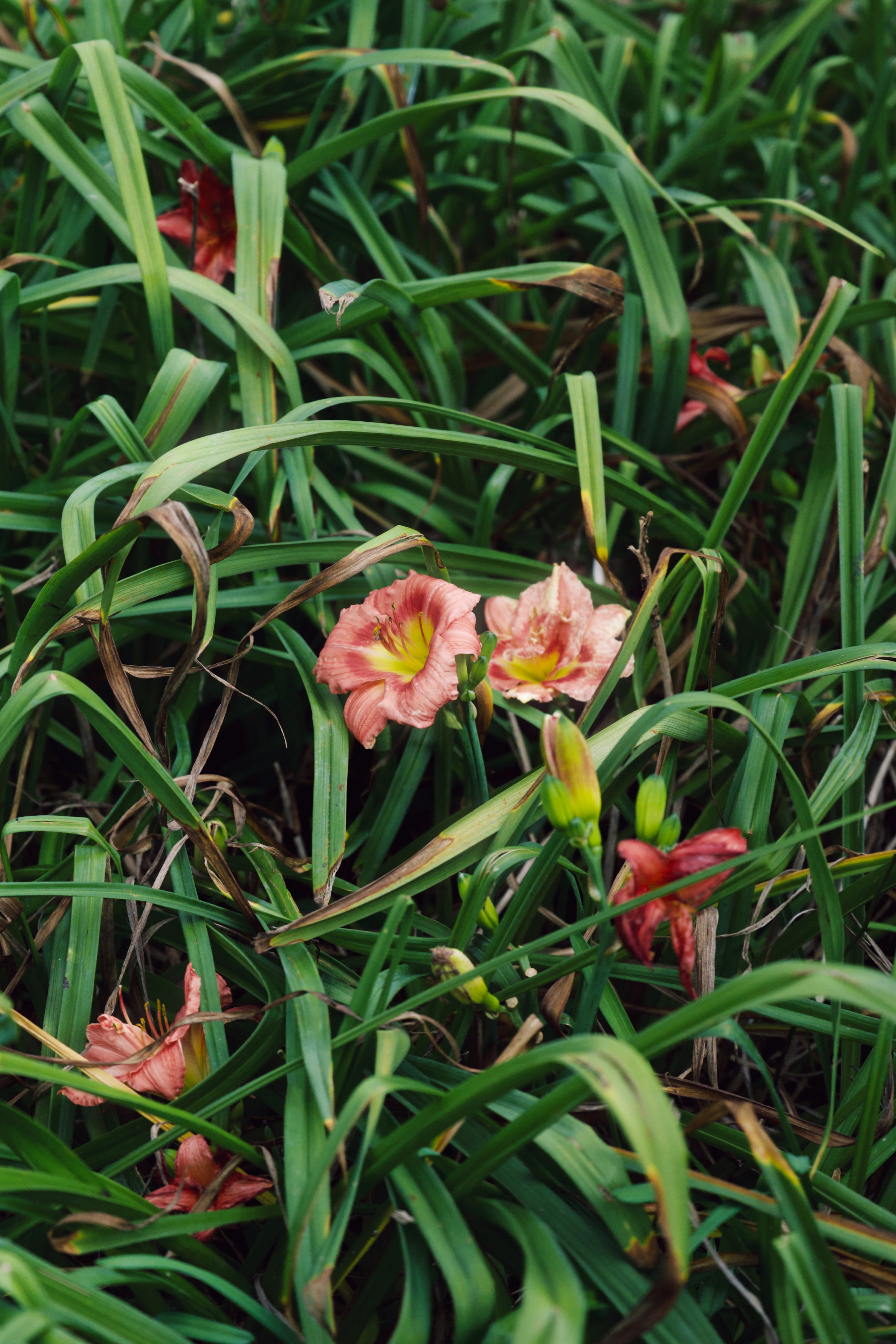 Pink daylilies bloom among lush green foliage.