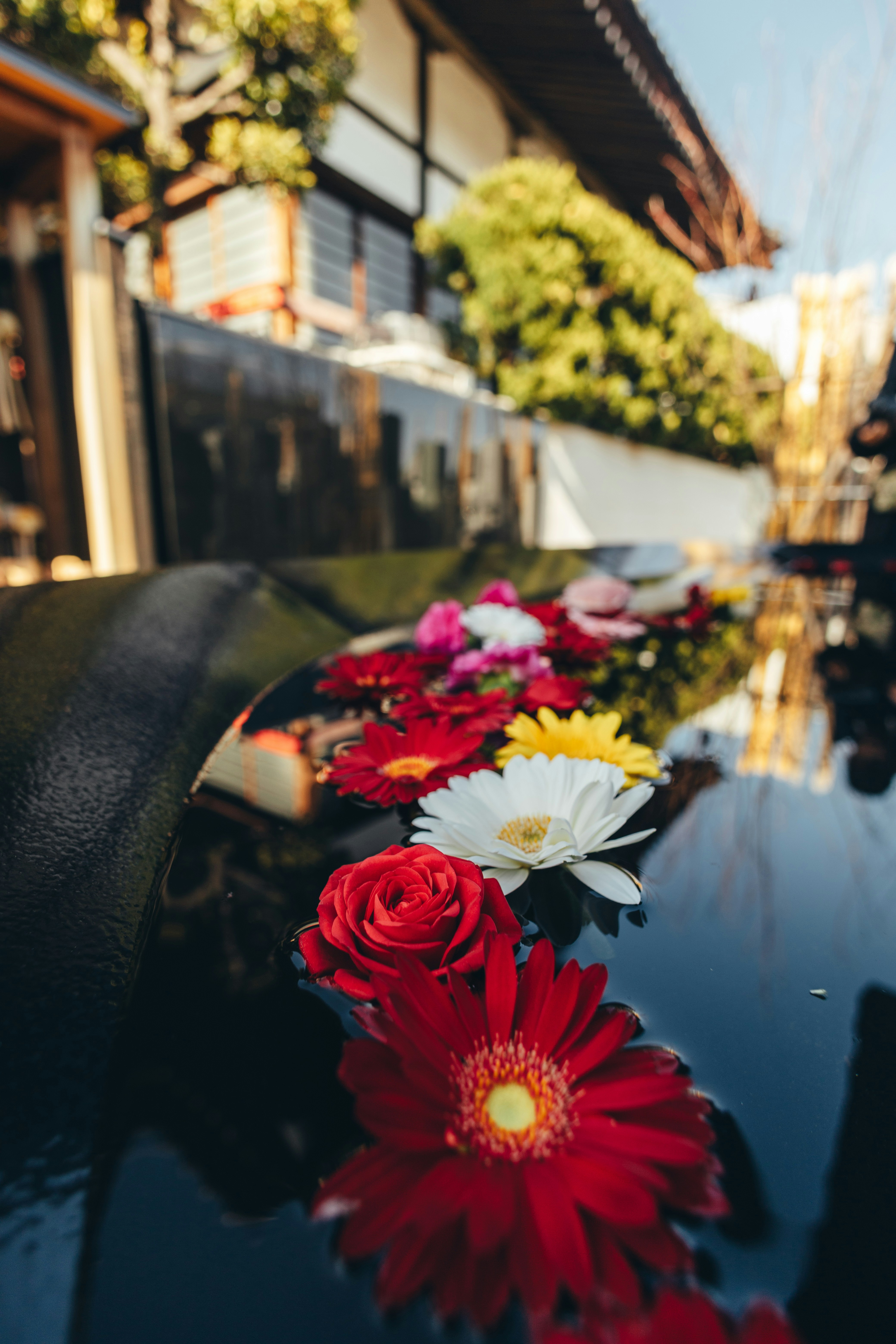 Colorful flowers floating on dark water