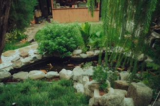 Koi pond surrounded by rocks and lush green plants