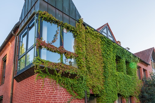 Building covered in green ivy with red brick details.