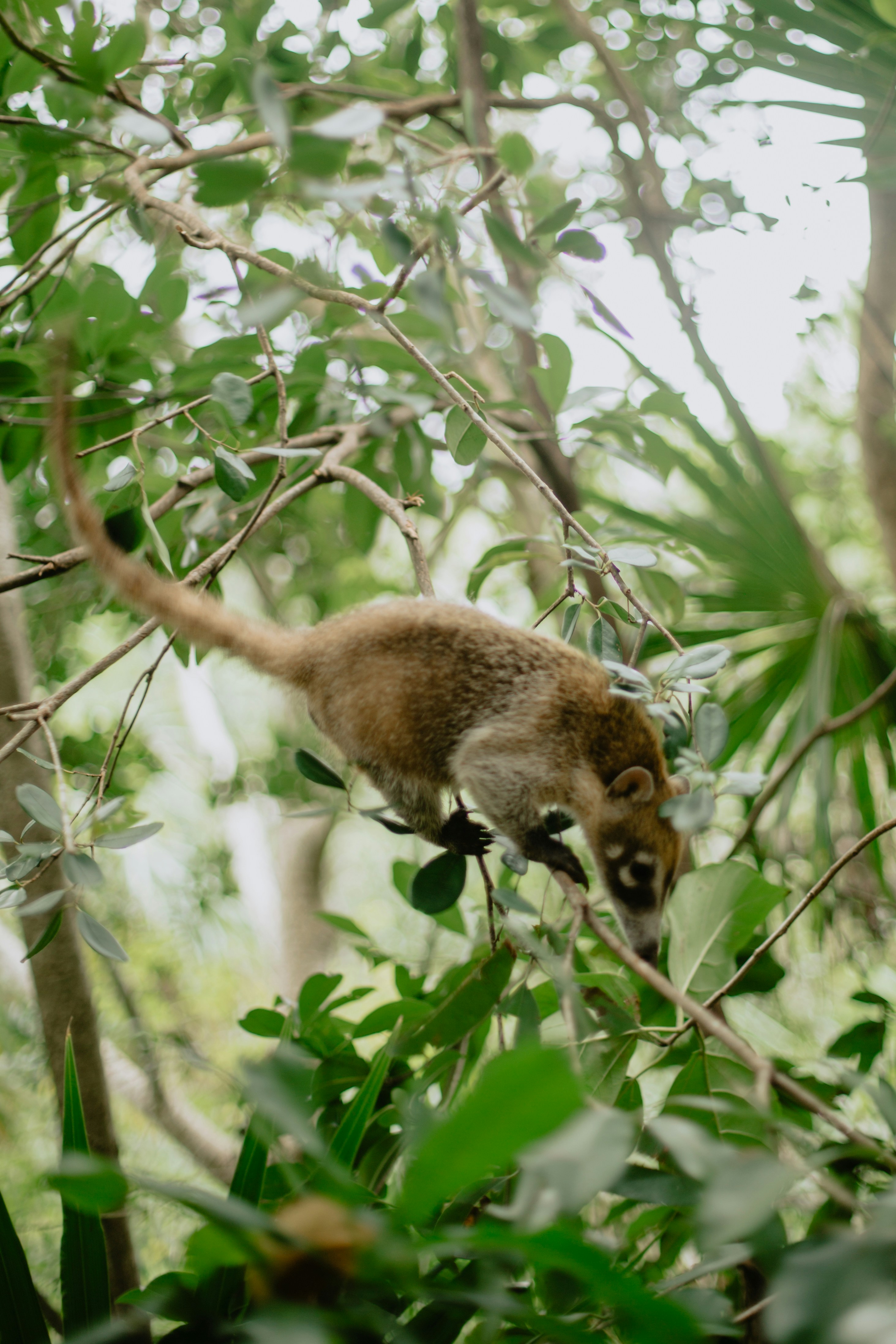 A coati climbs through lush green foliage.