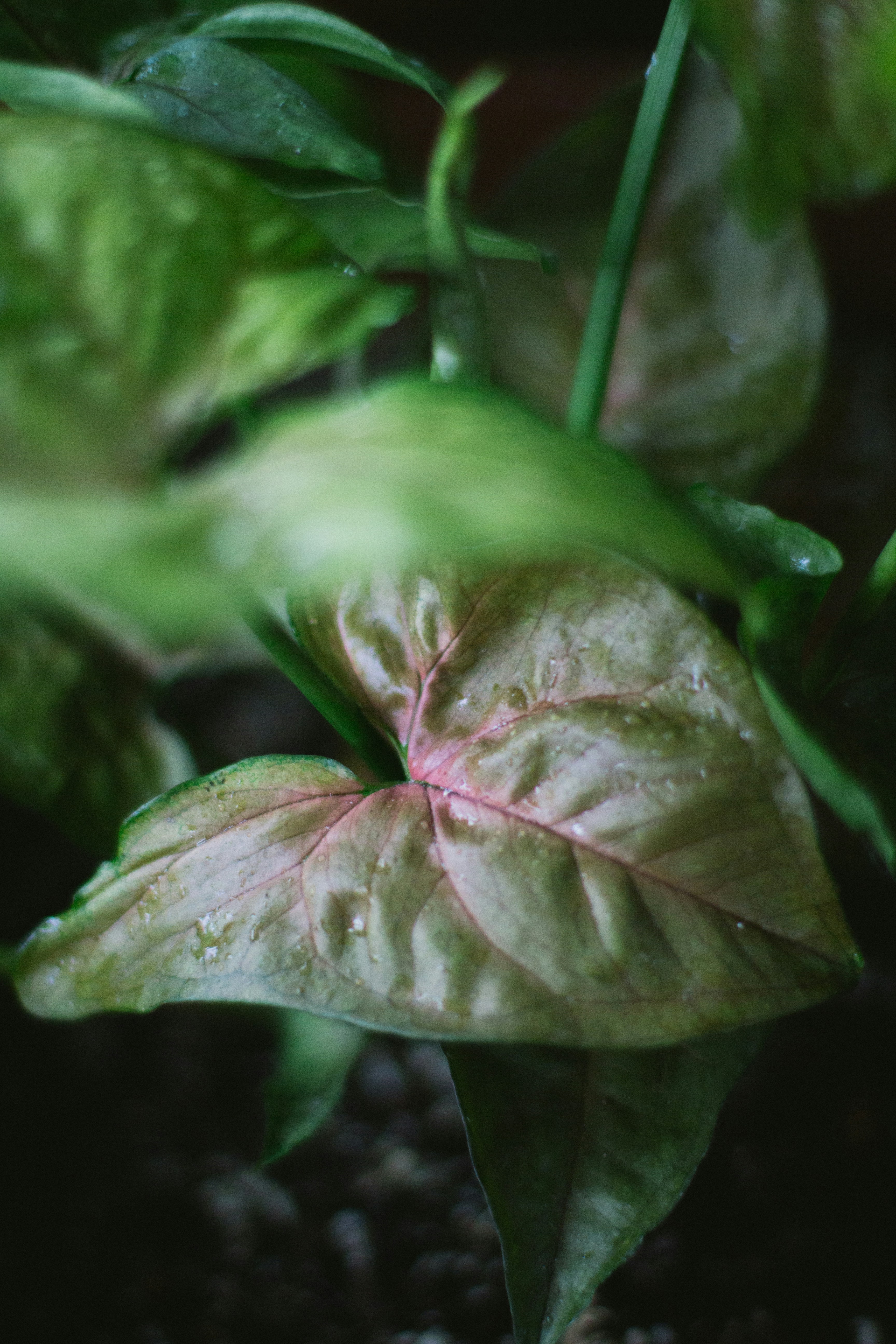 Close-up of a green plant with pink veins.