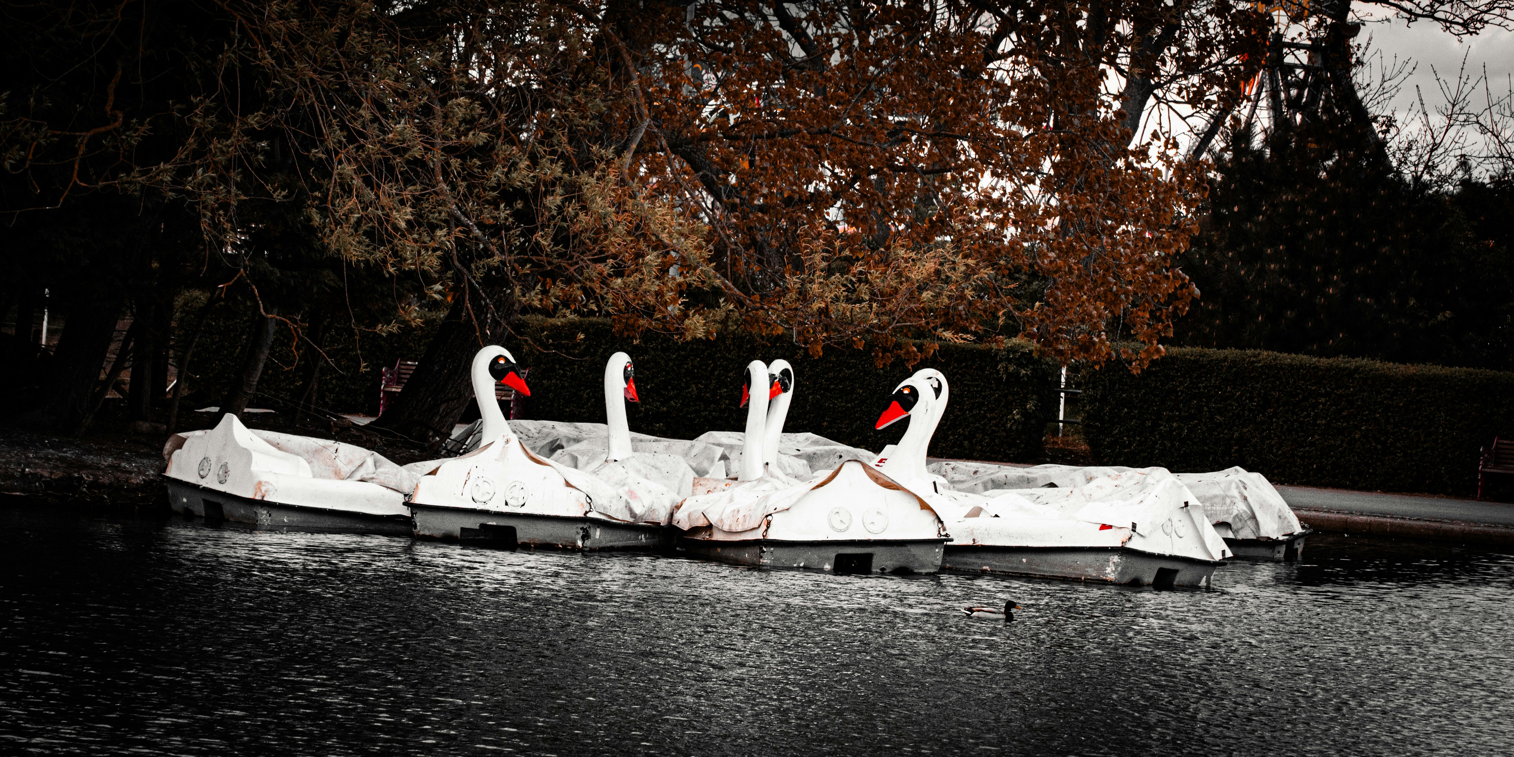 Four swan boats docked on a dark lake