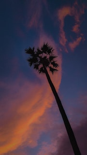 Silhouette of a palm tree against a vibrant sunset sky