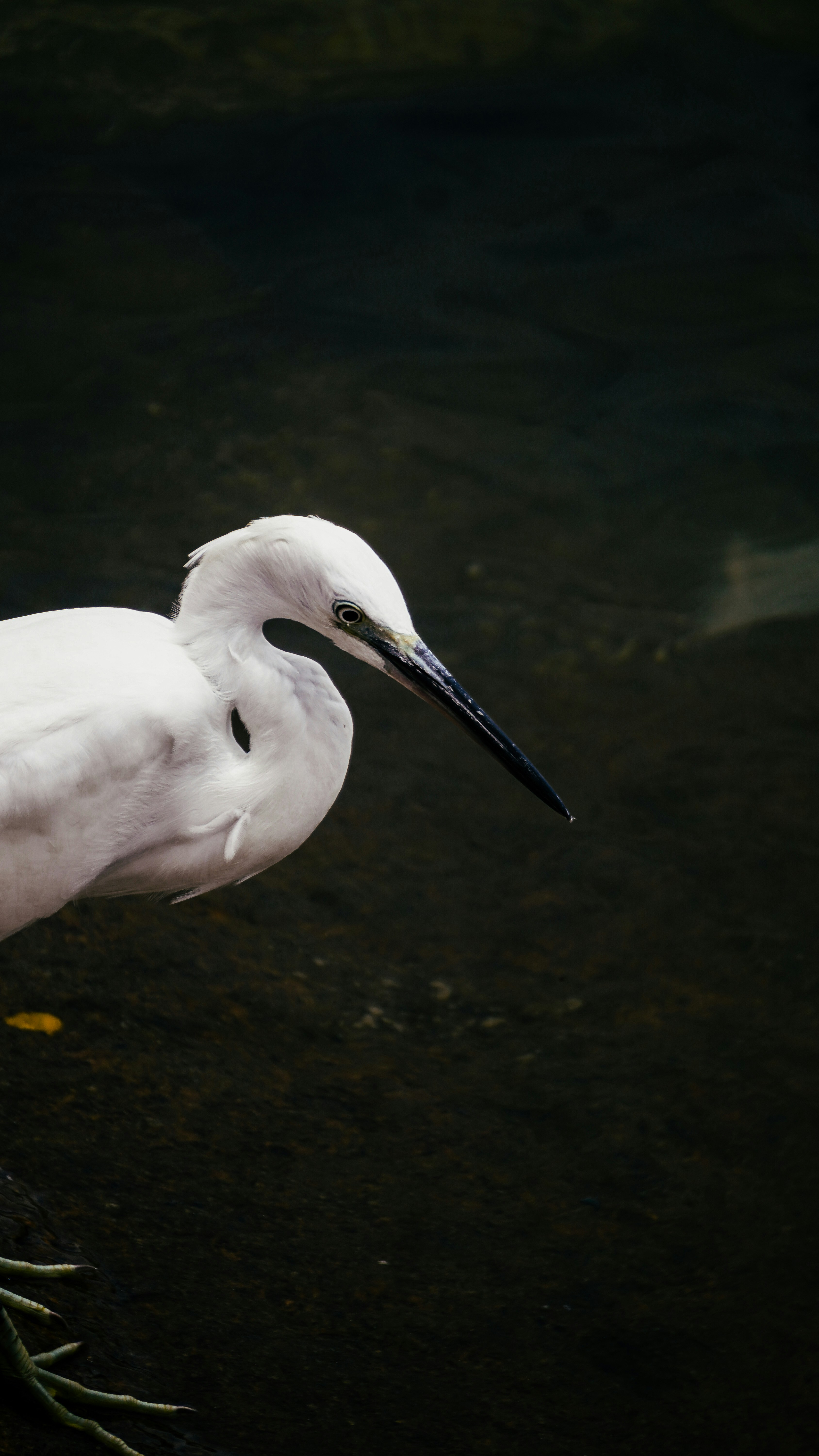 Ein weißer Reiher steht am dunklen Wasser