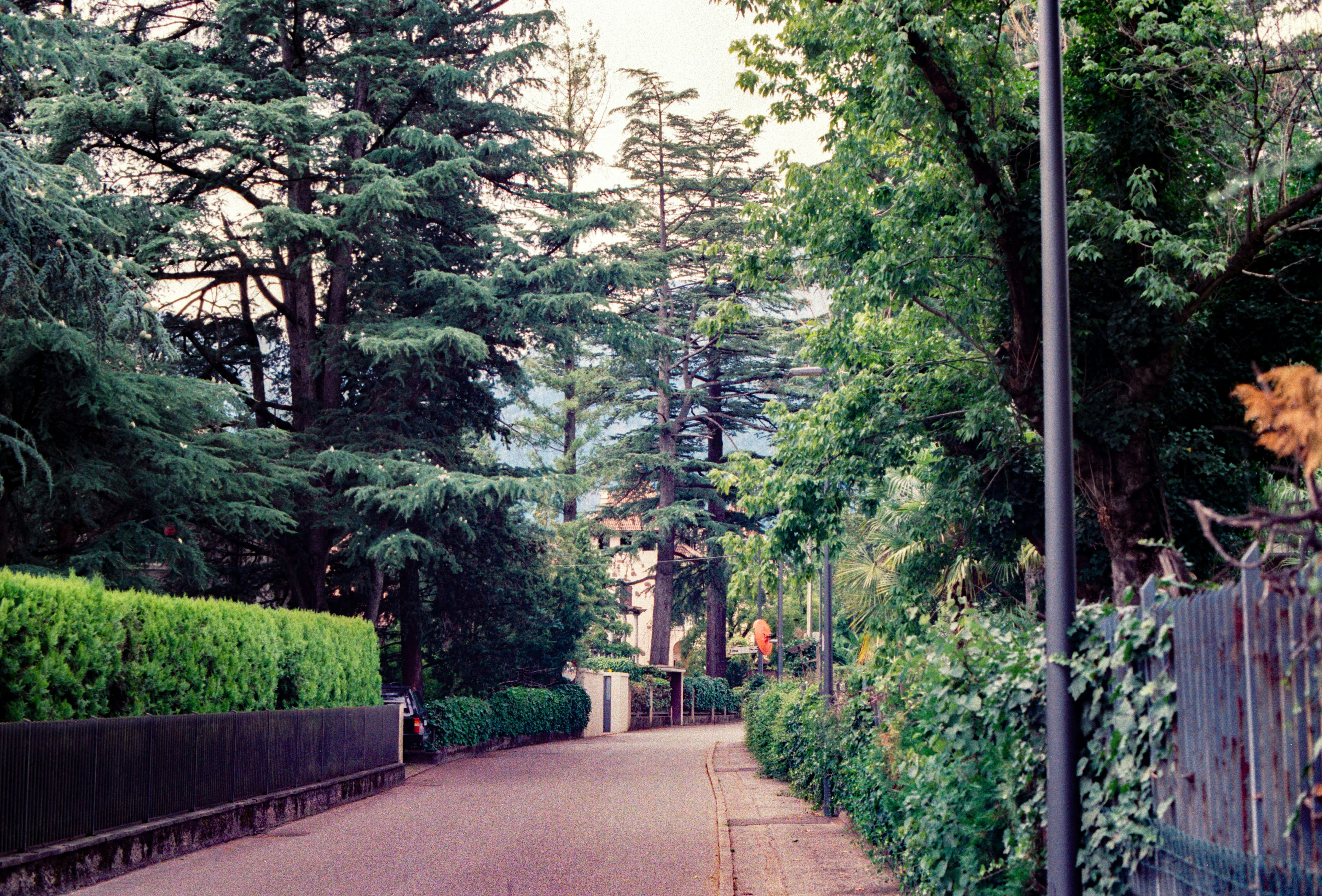 Arborist Wollongong – What Is an Arborist?