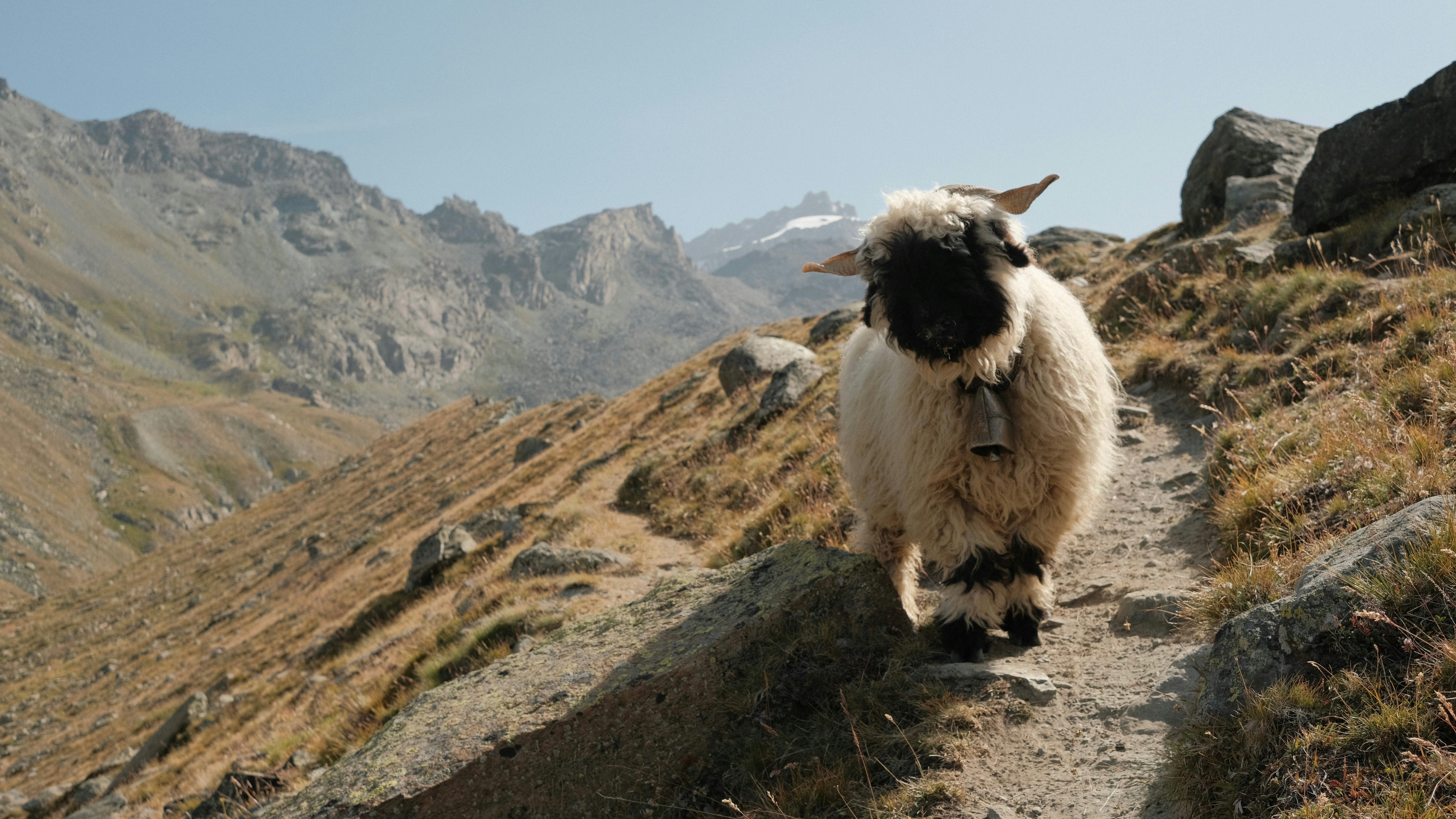 A fluffy sheep with a bell walks on a mountain path.
