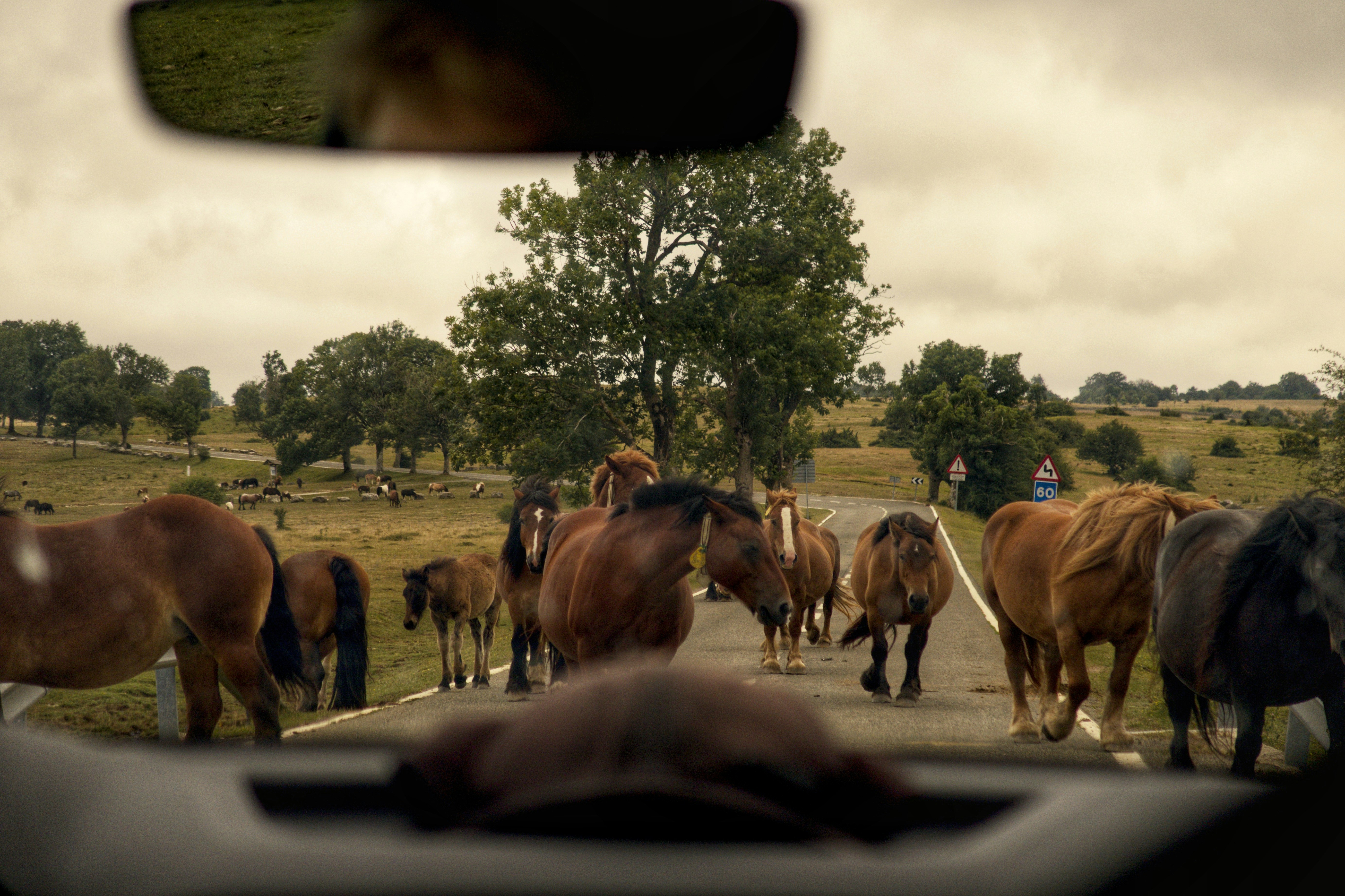 Horses crossing a road seen from inside a car.