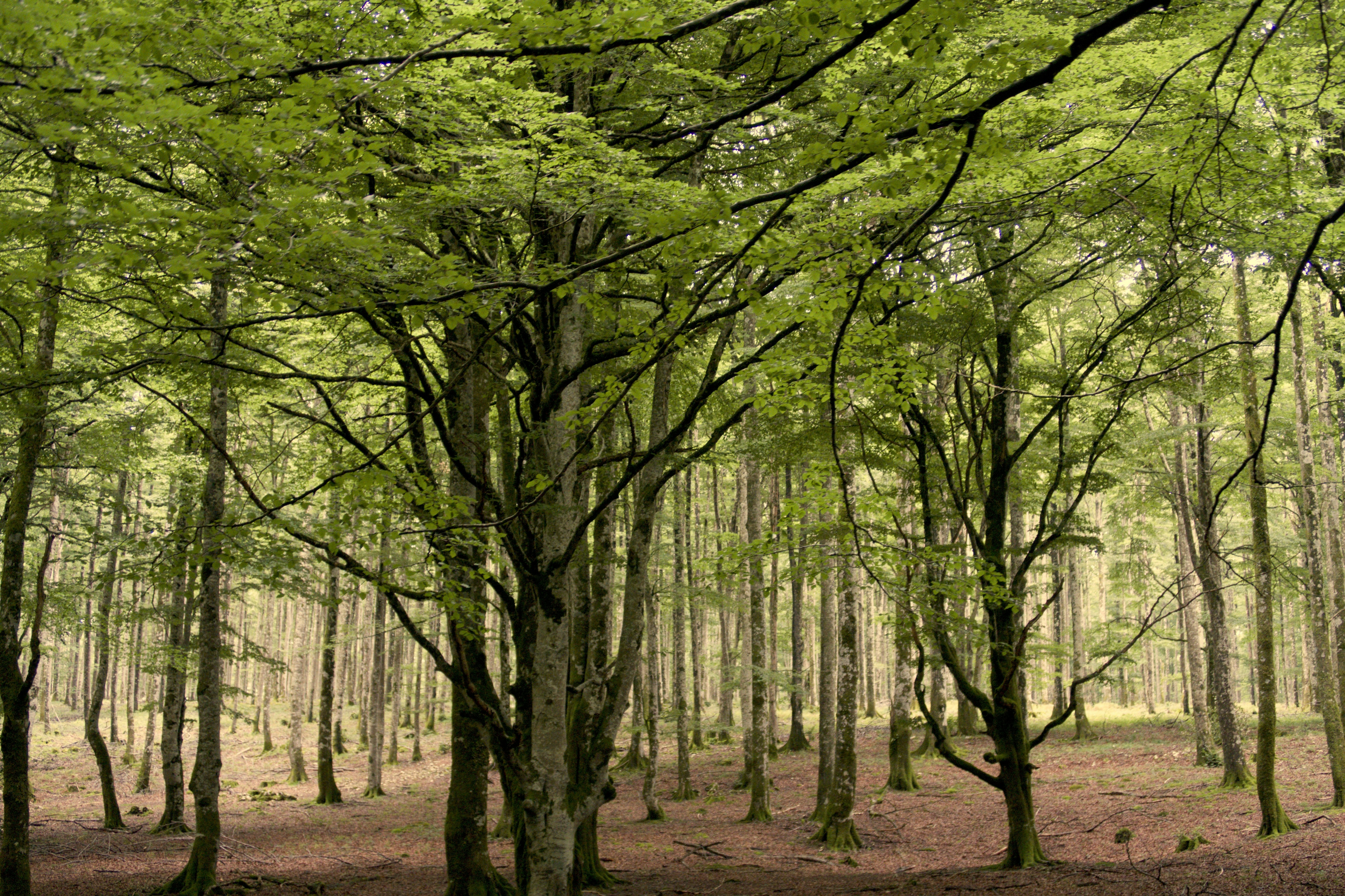 Photo by albacalbeto