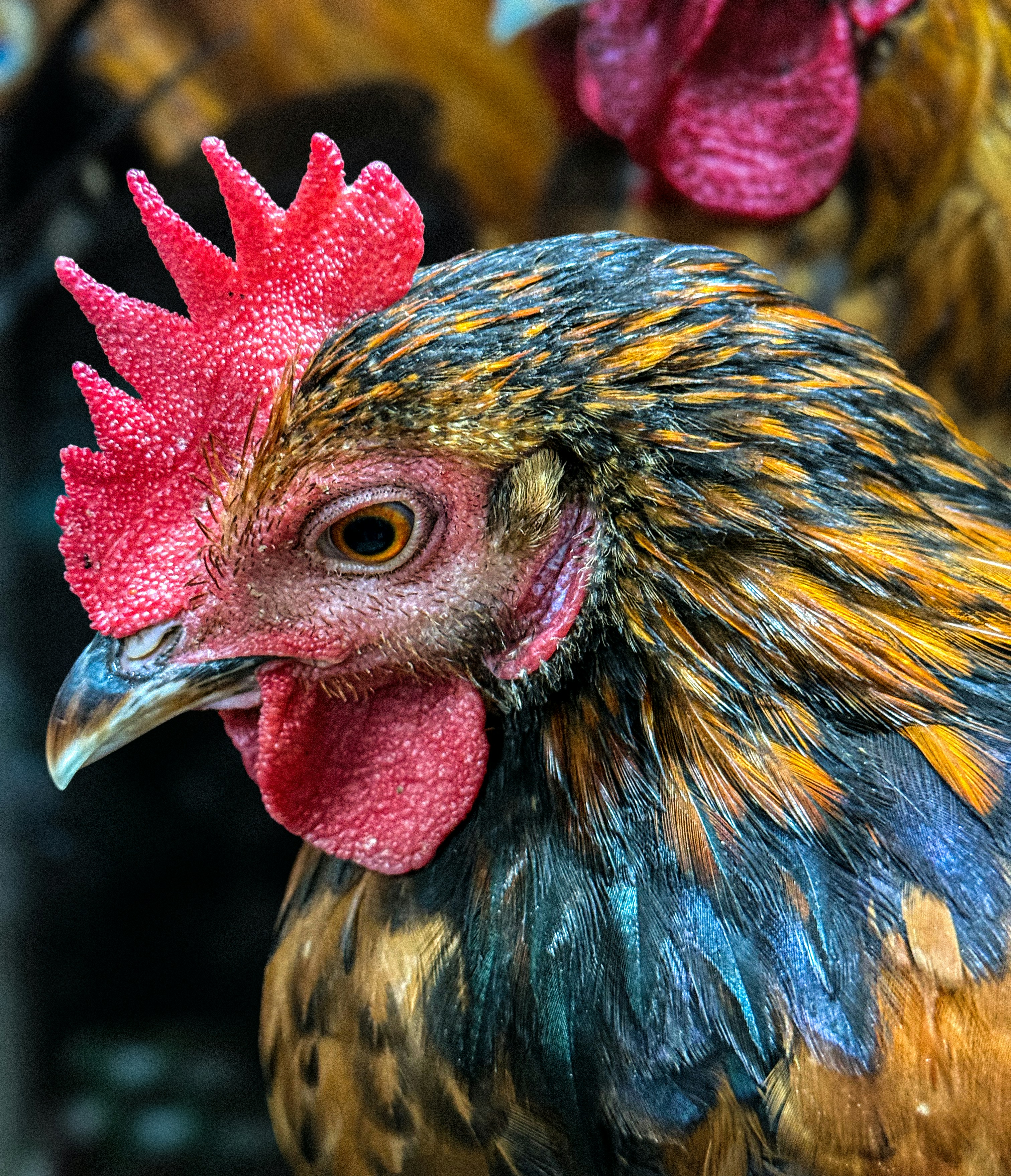 Close-up of a rooster's head with vibrant feathers