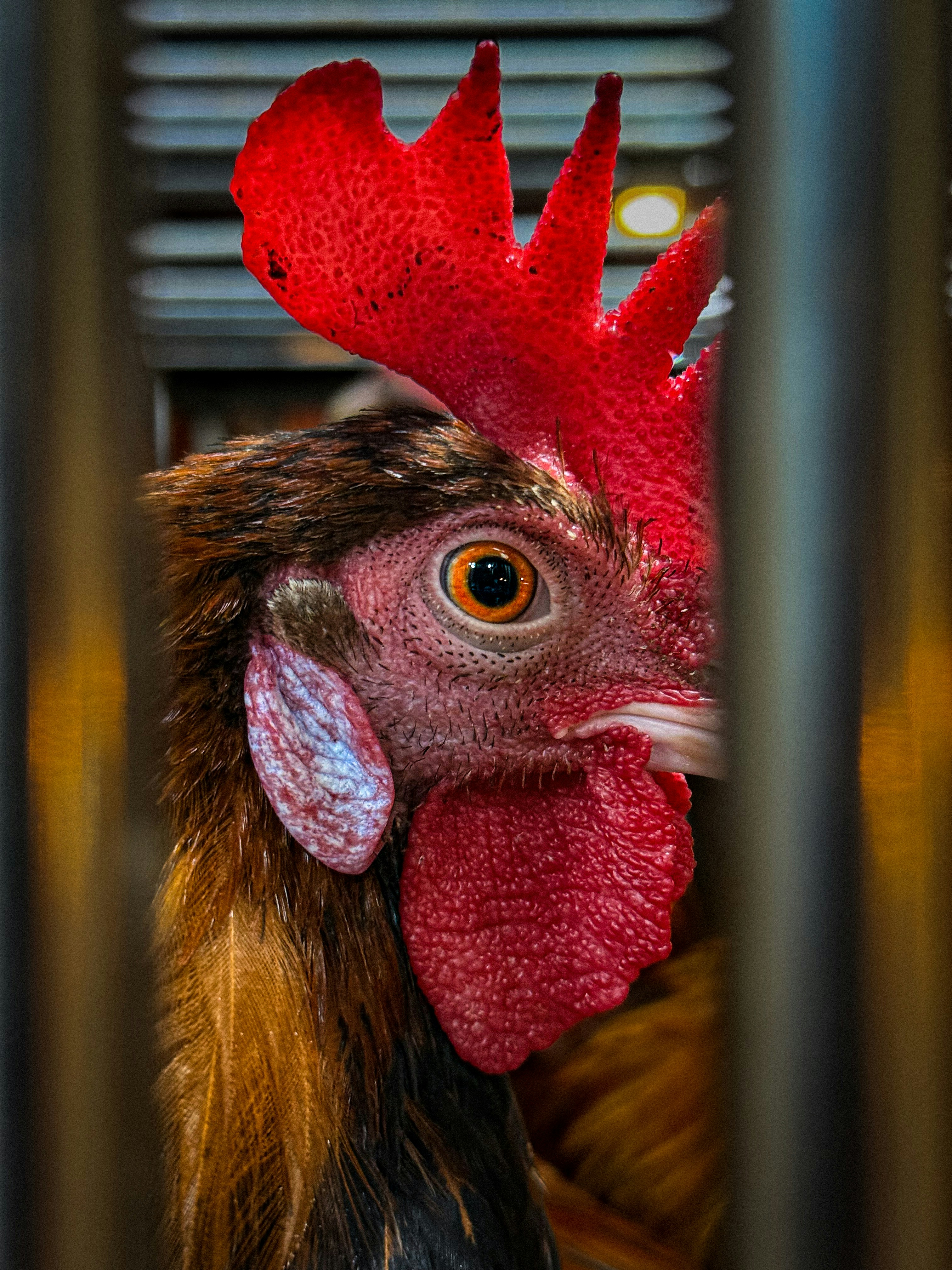 Close up of a rooster's head behind bars