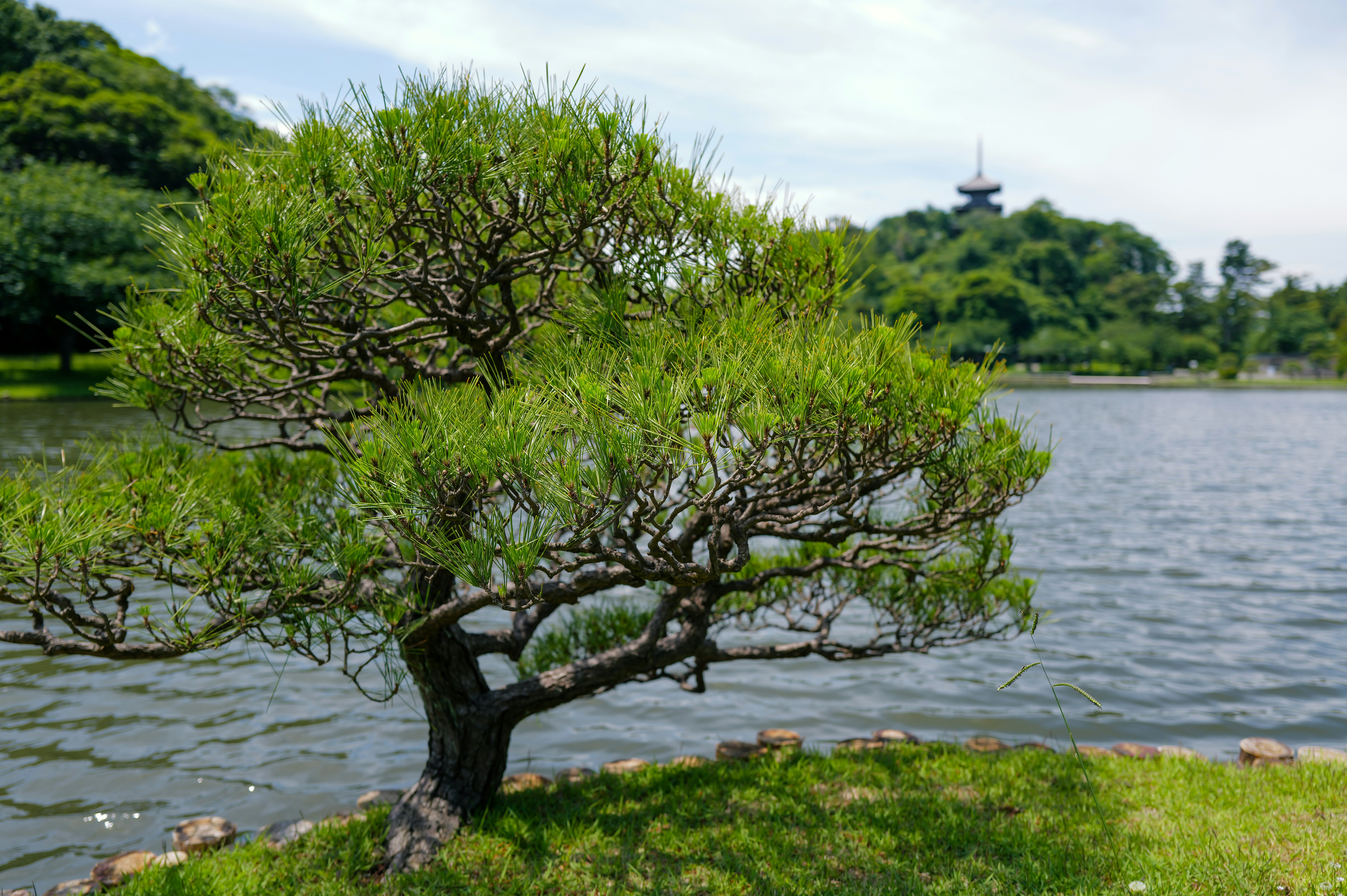 A scenic park with a tree by the water