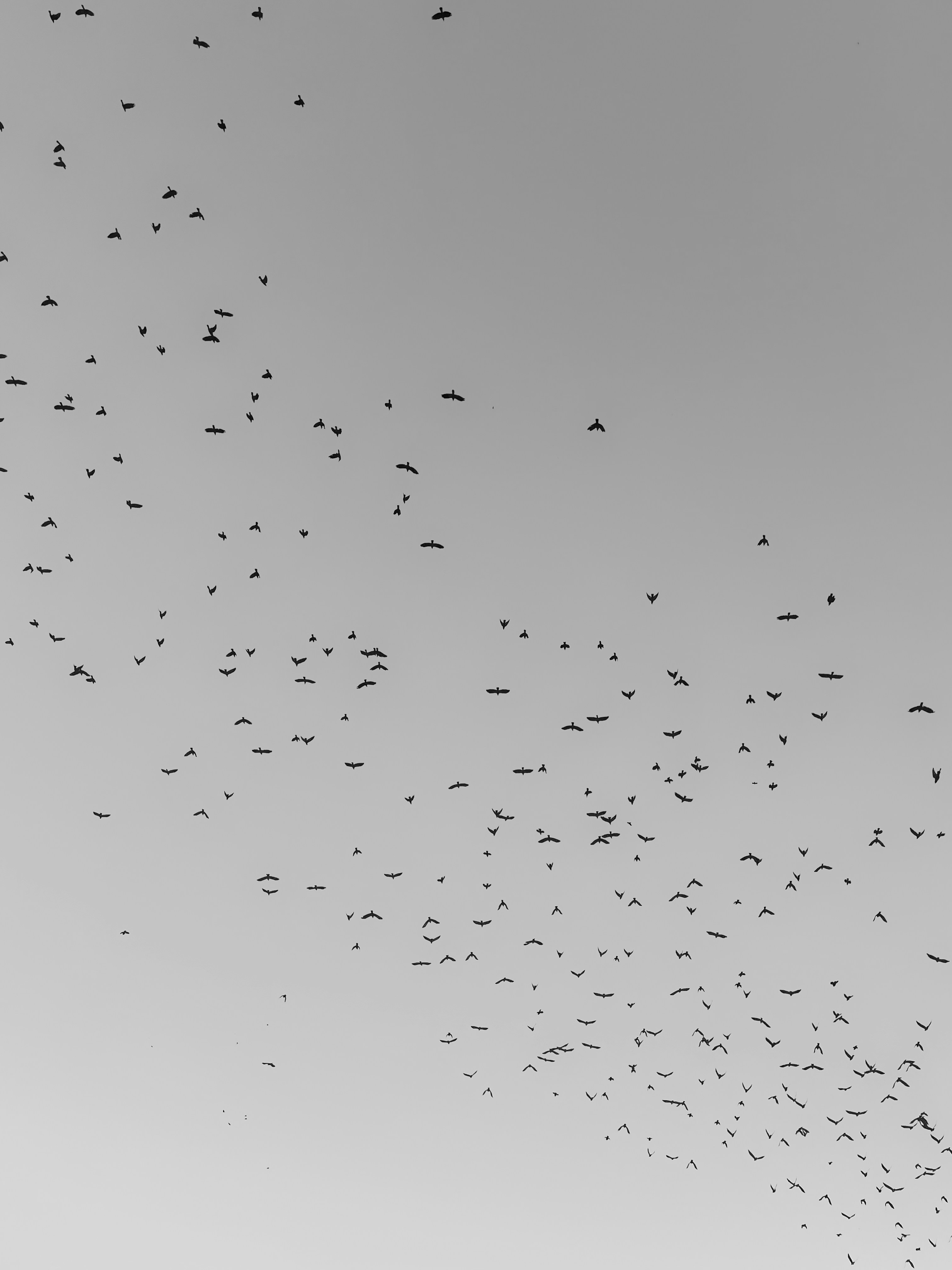 Stormo di uccelli che volano in un cielo limpido