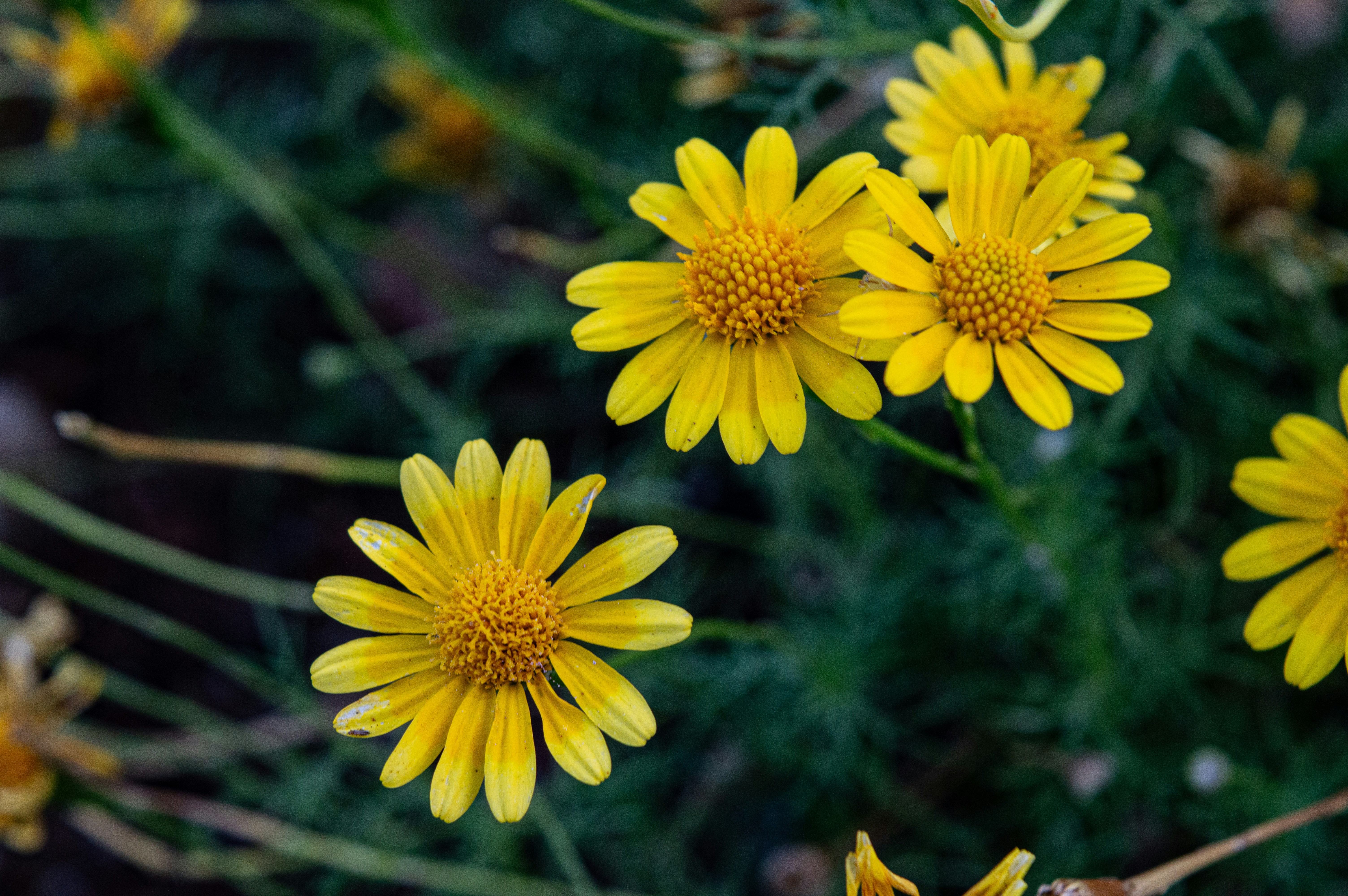 Radiant natural beauty vegan plant-based sustainable product