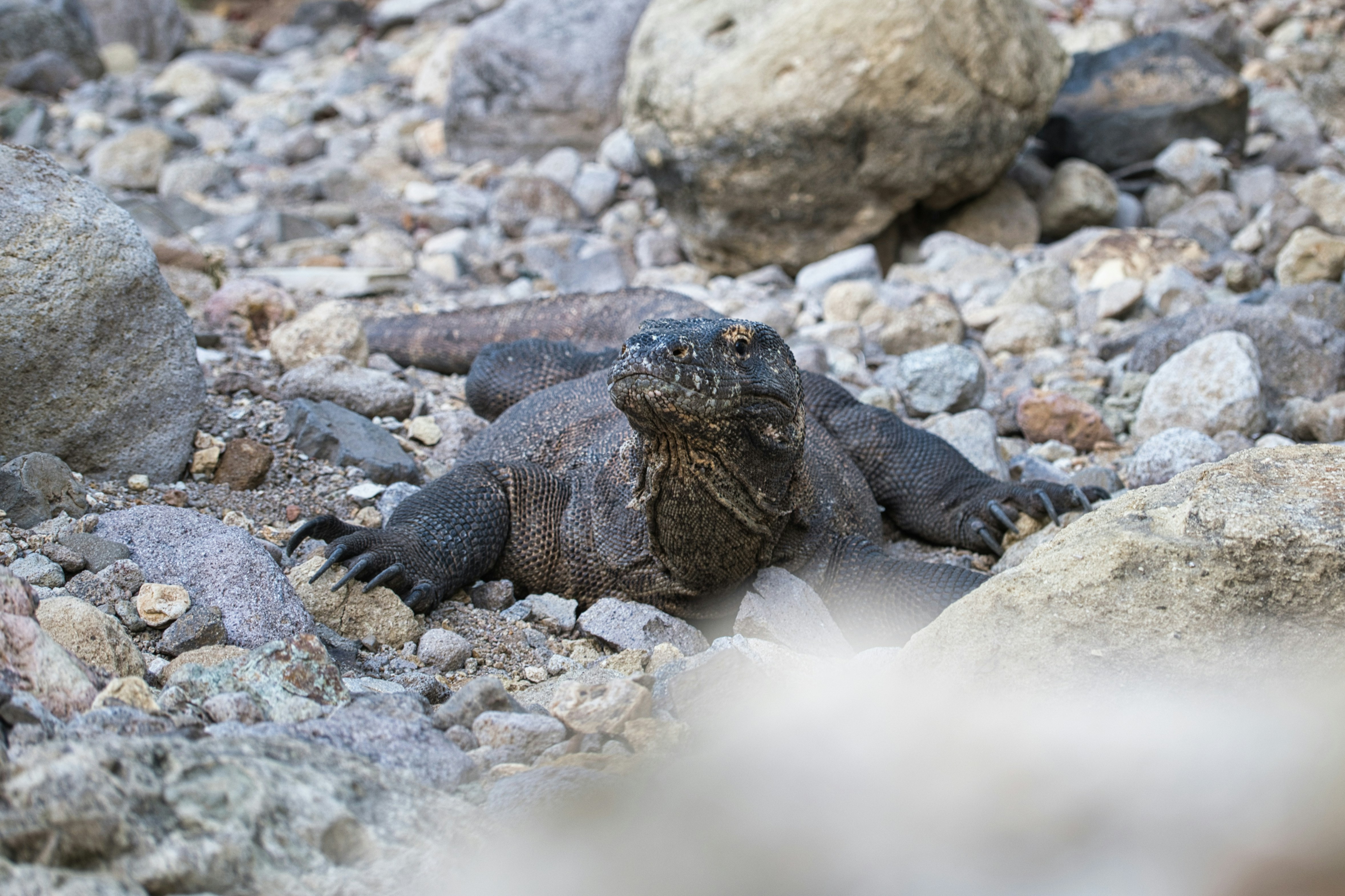 A komodo dragon rests among rocks on the ground.