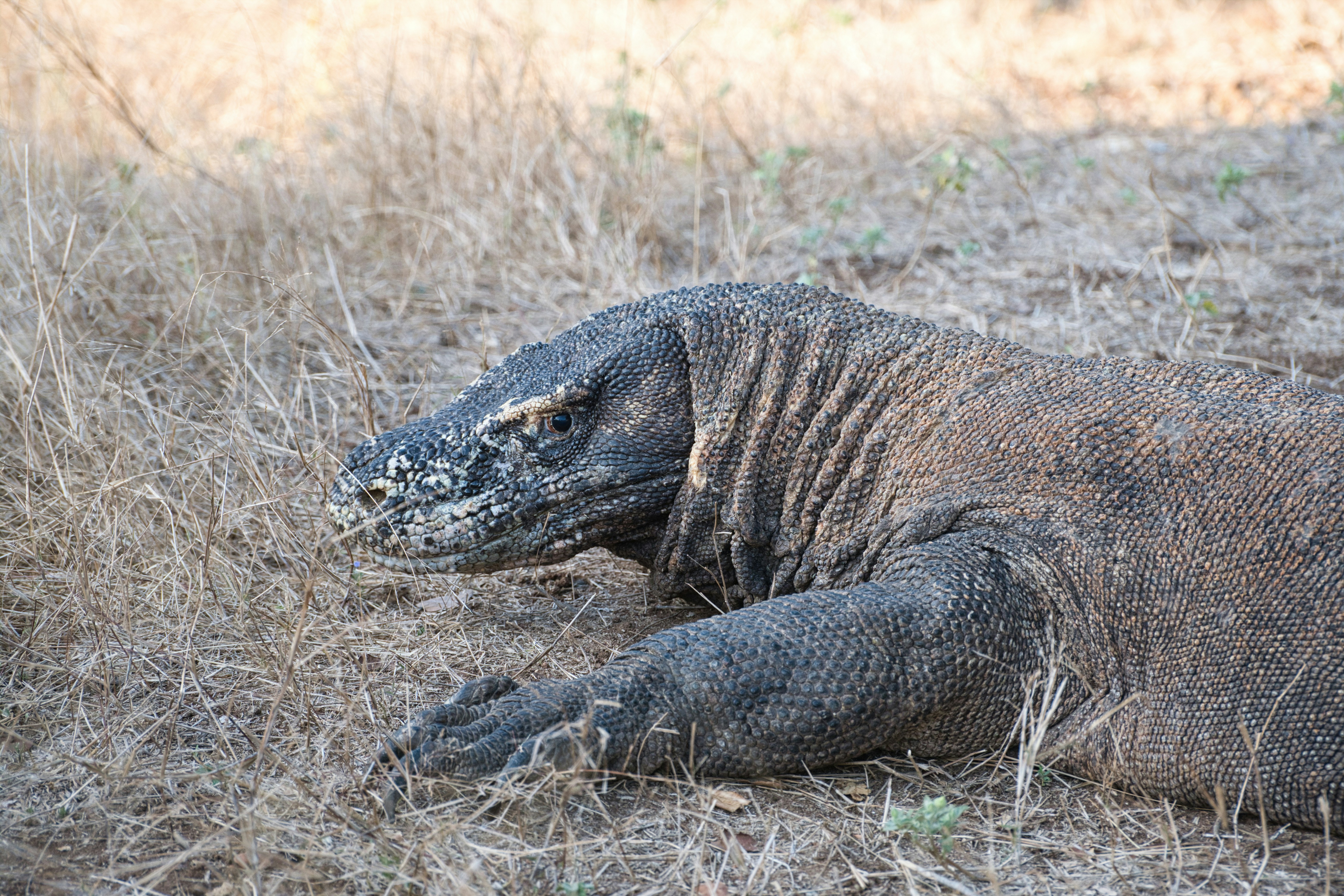 A komodo dragon rests on dry grass
