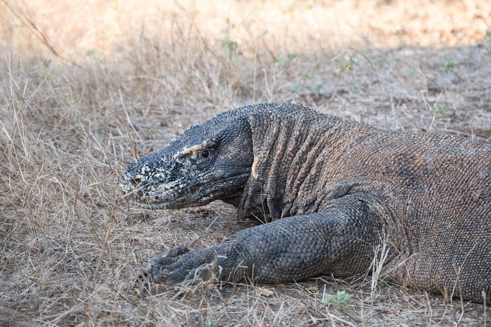 Komodo, dengan rencana yang sesuai