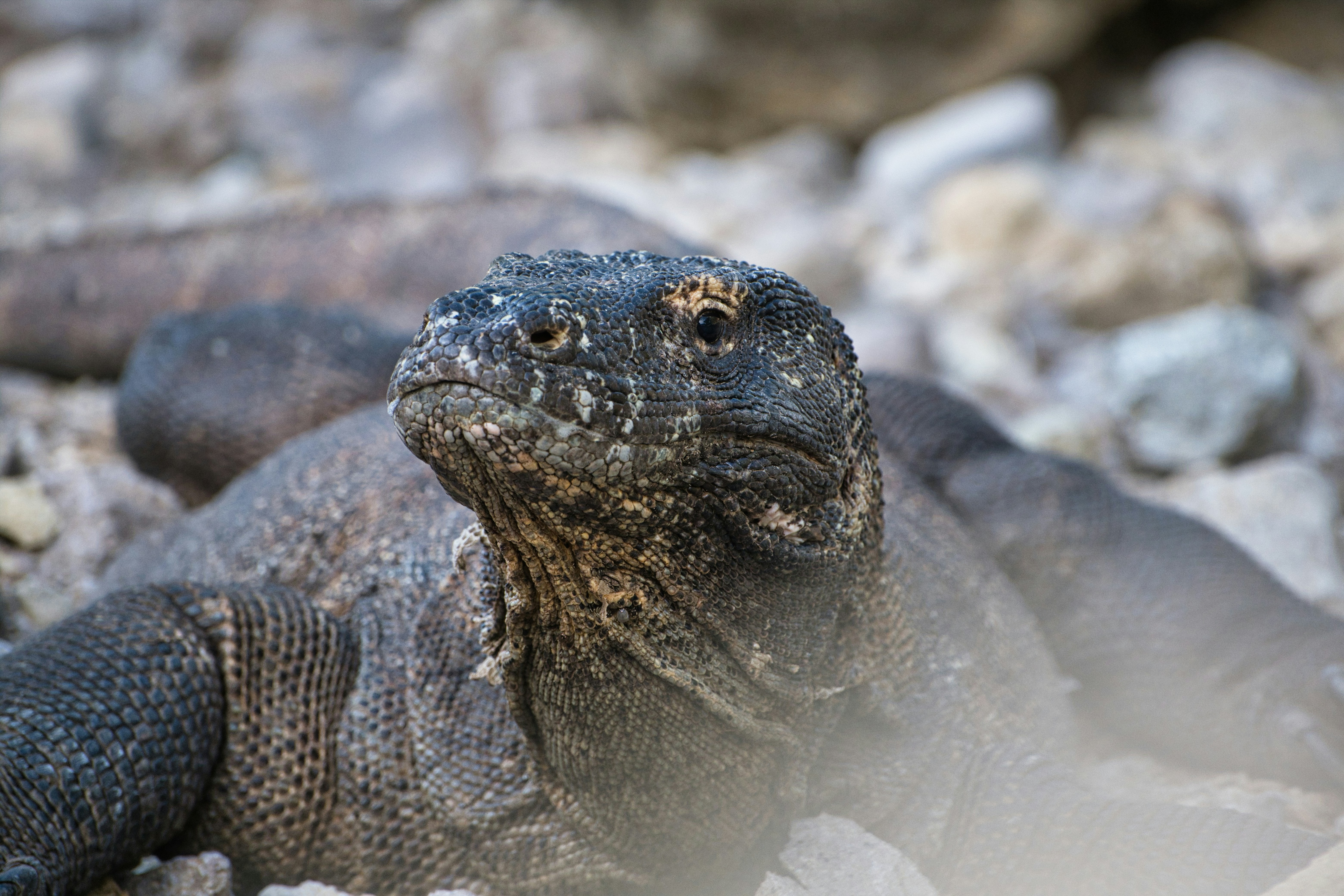 Komodo dragon rests on rocky ground