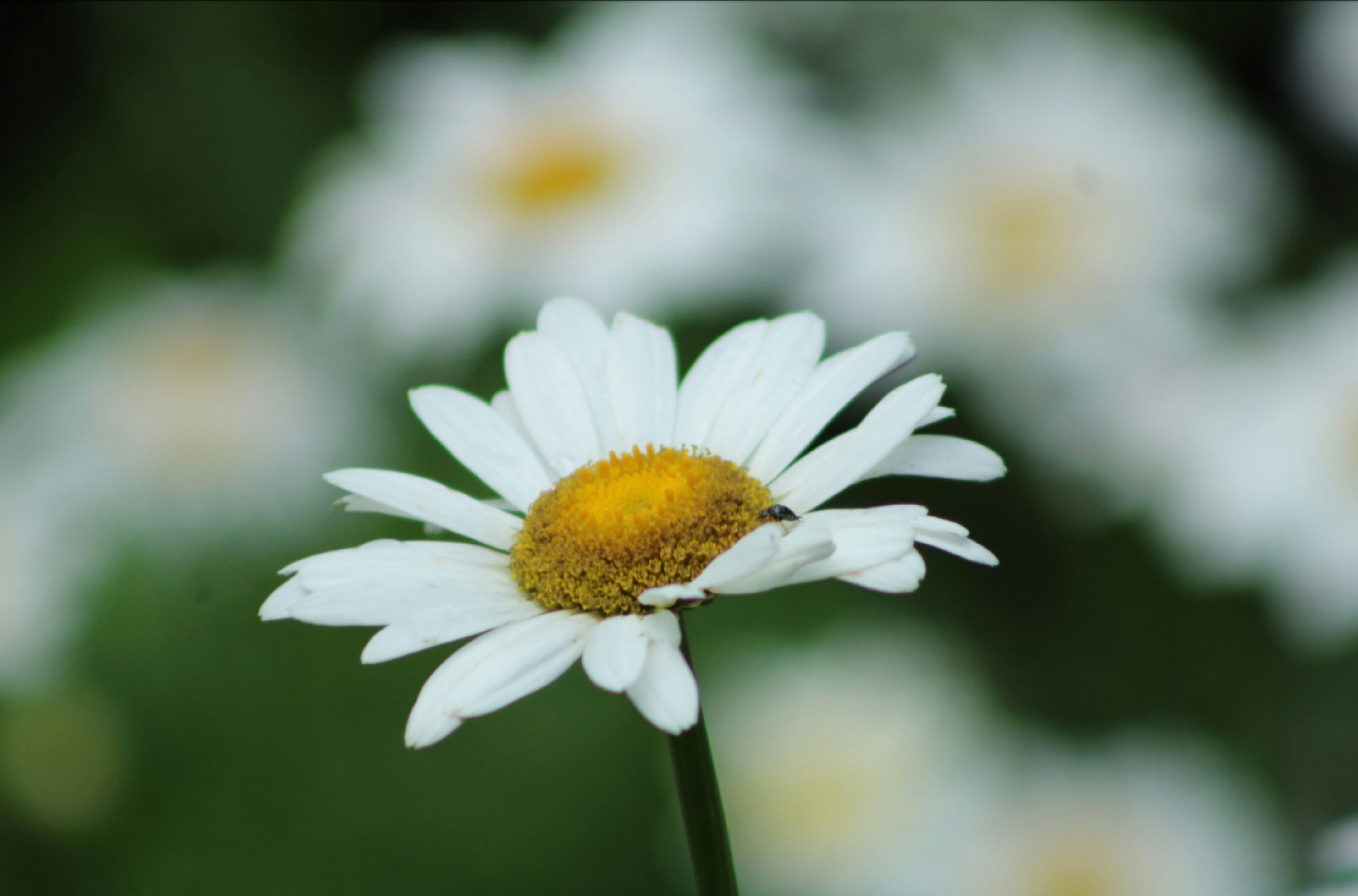 Photo by alisagingerich