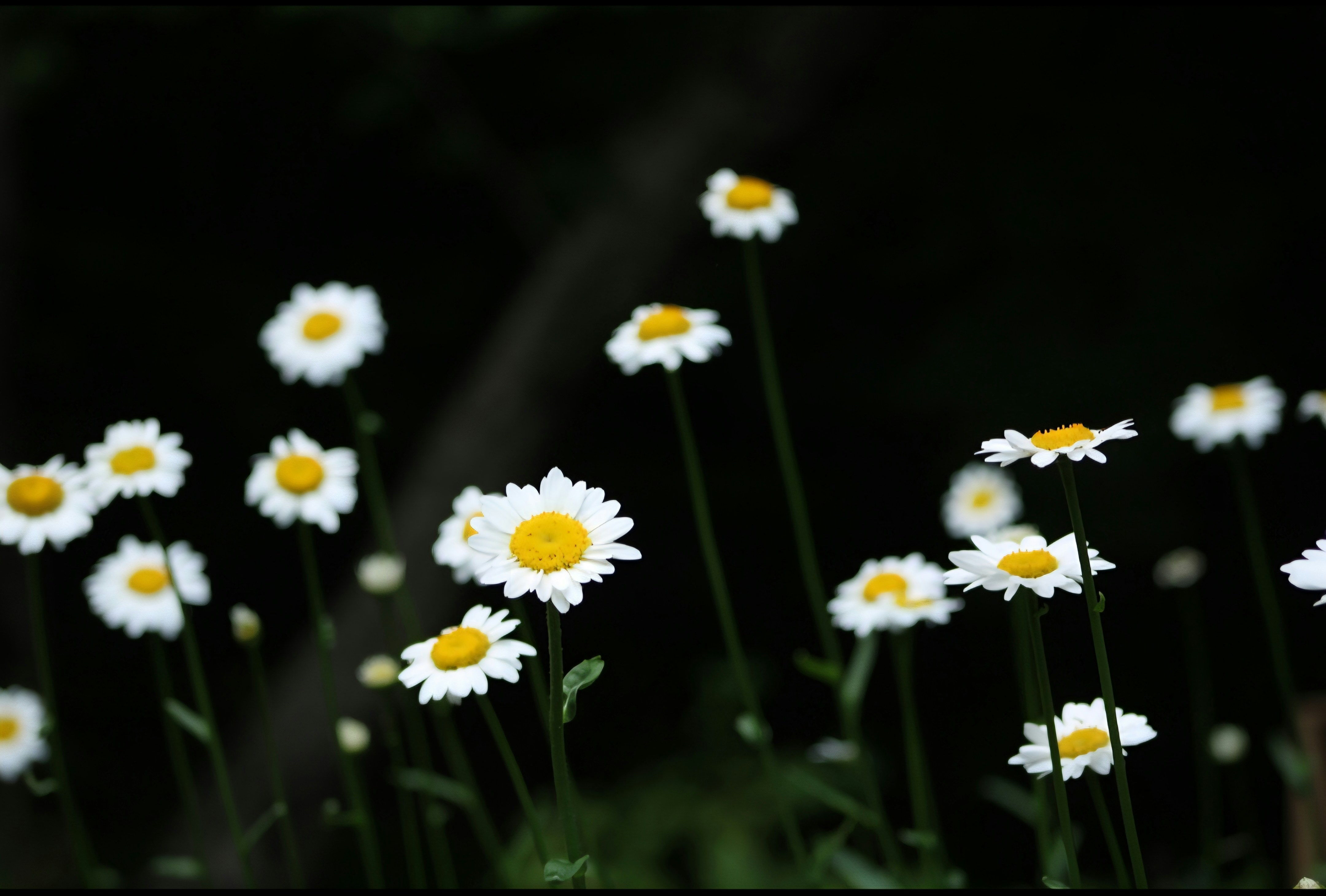 Photo by alisagingerich