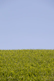 Lush green grass under a clear blue sky
