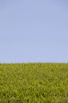 Lush green grass under a clear blue sky