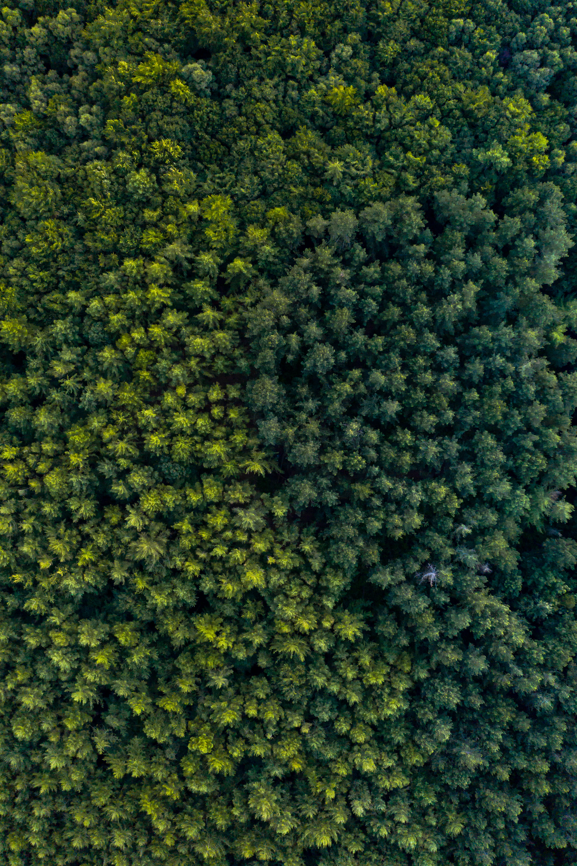 Aerial view of a dense green forest canopy