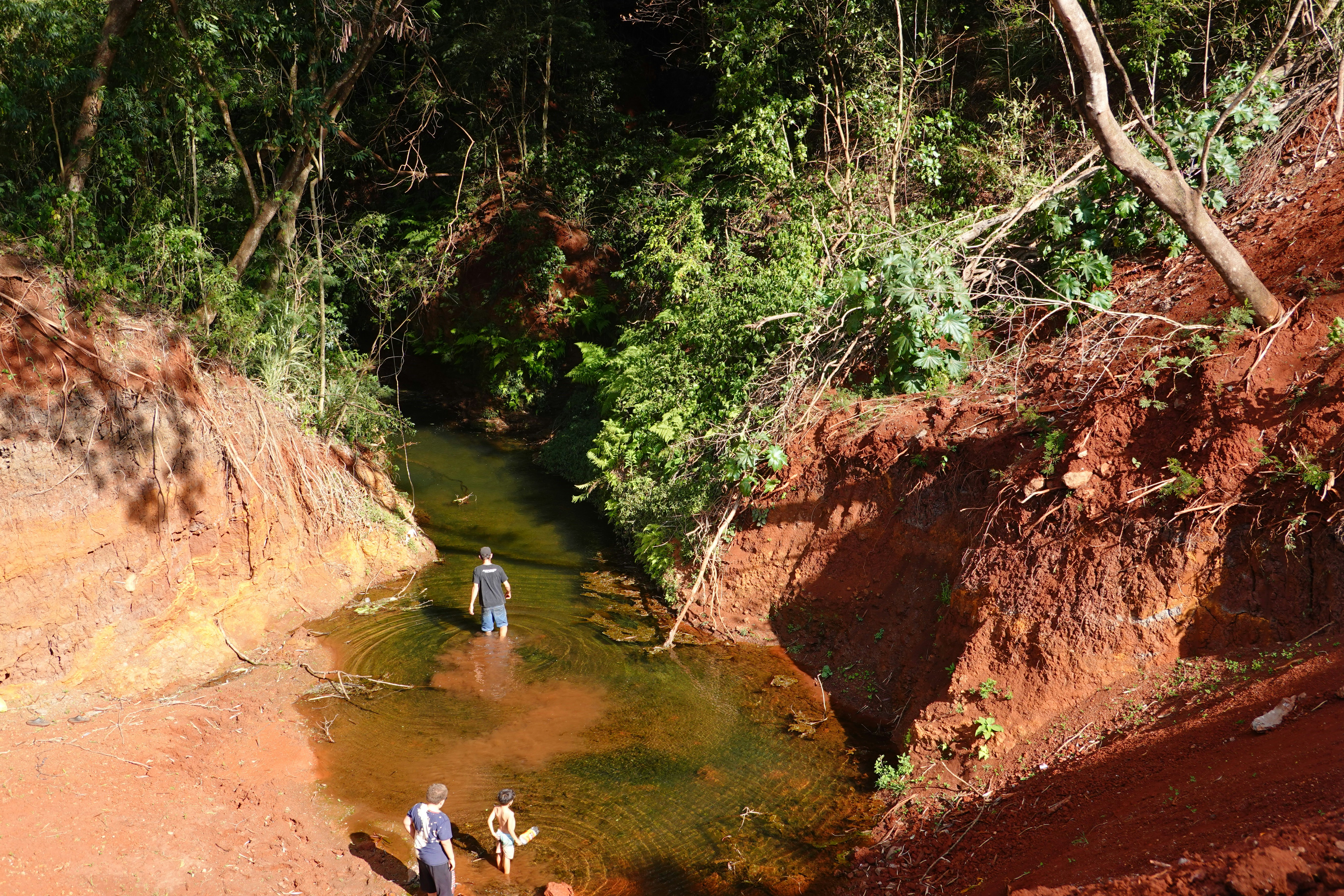 People wading through a shallow stream in a forest
