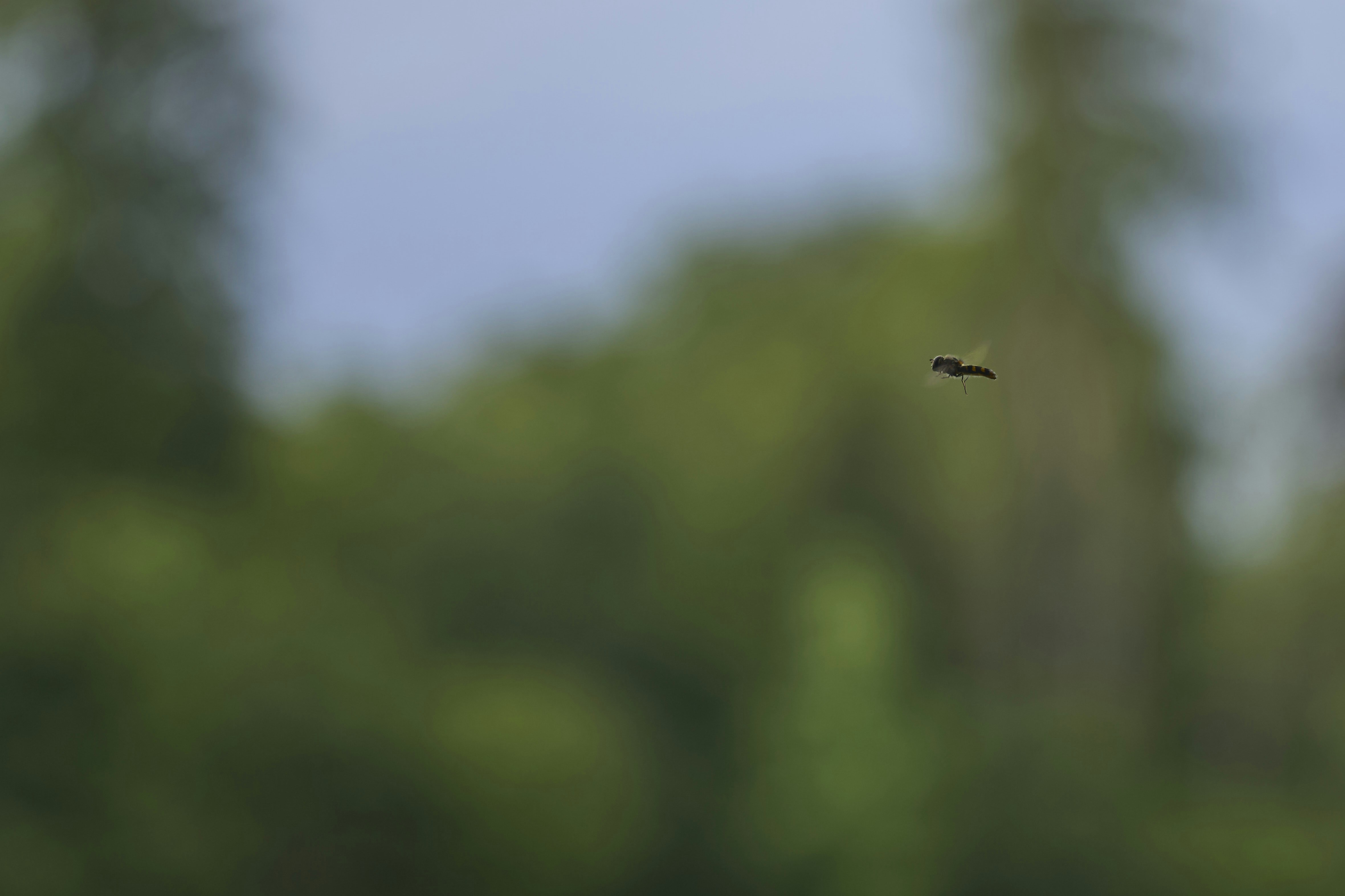 Photo by wolfgang_hasselmann