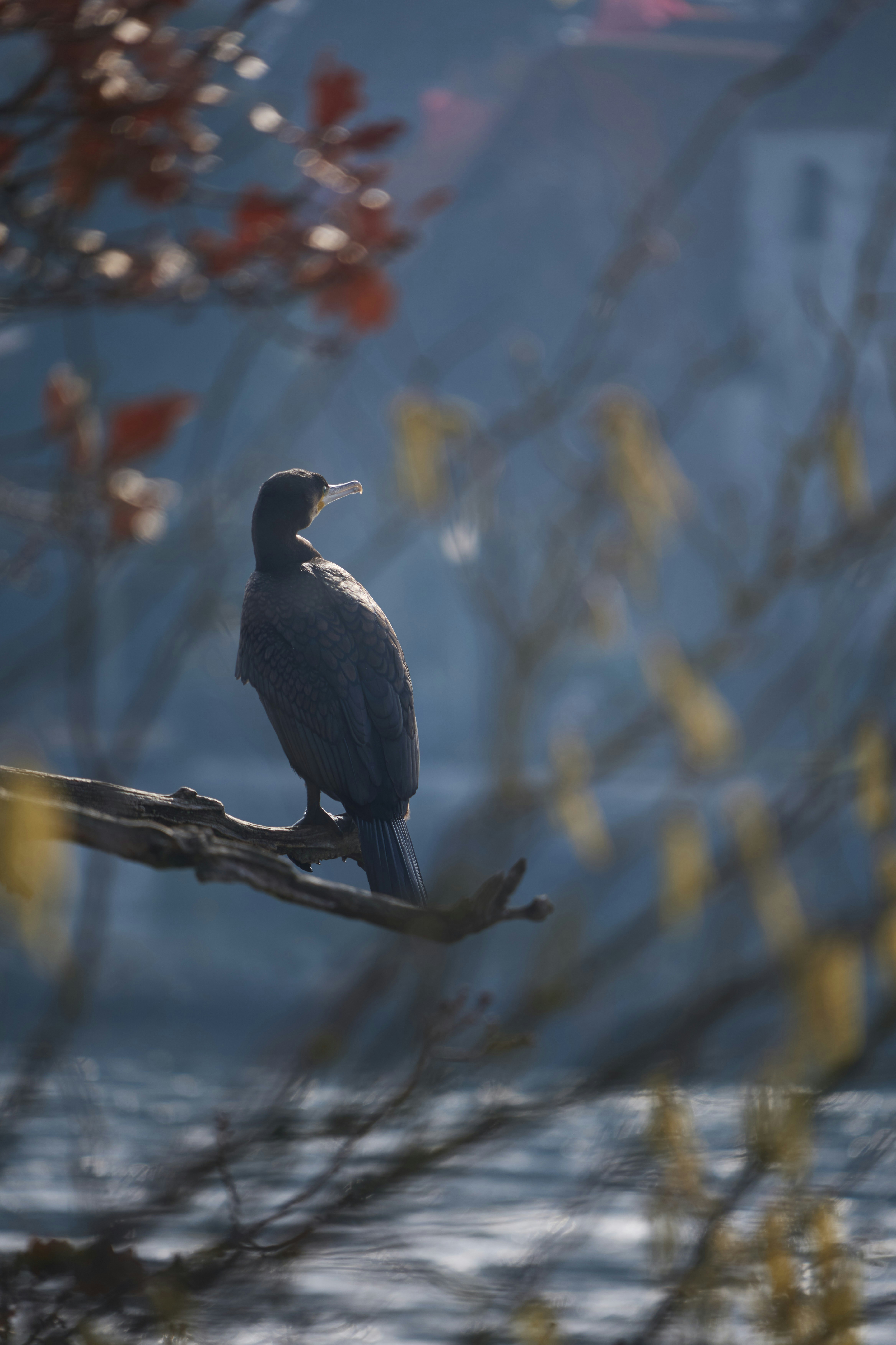 Photo by wolfgang_hasselmann