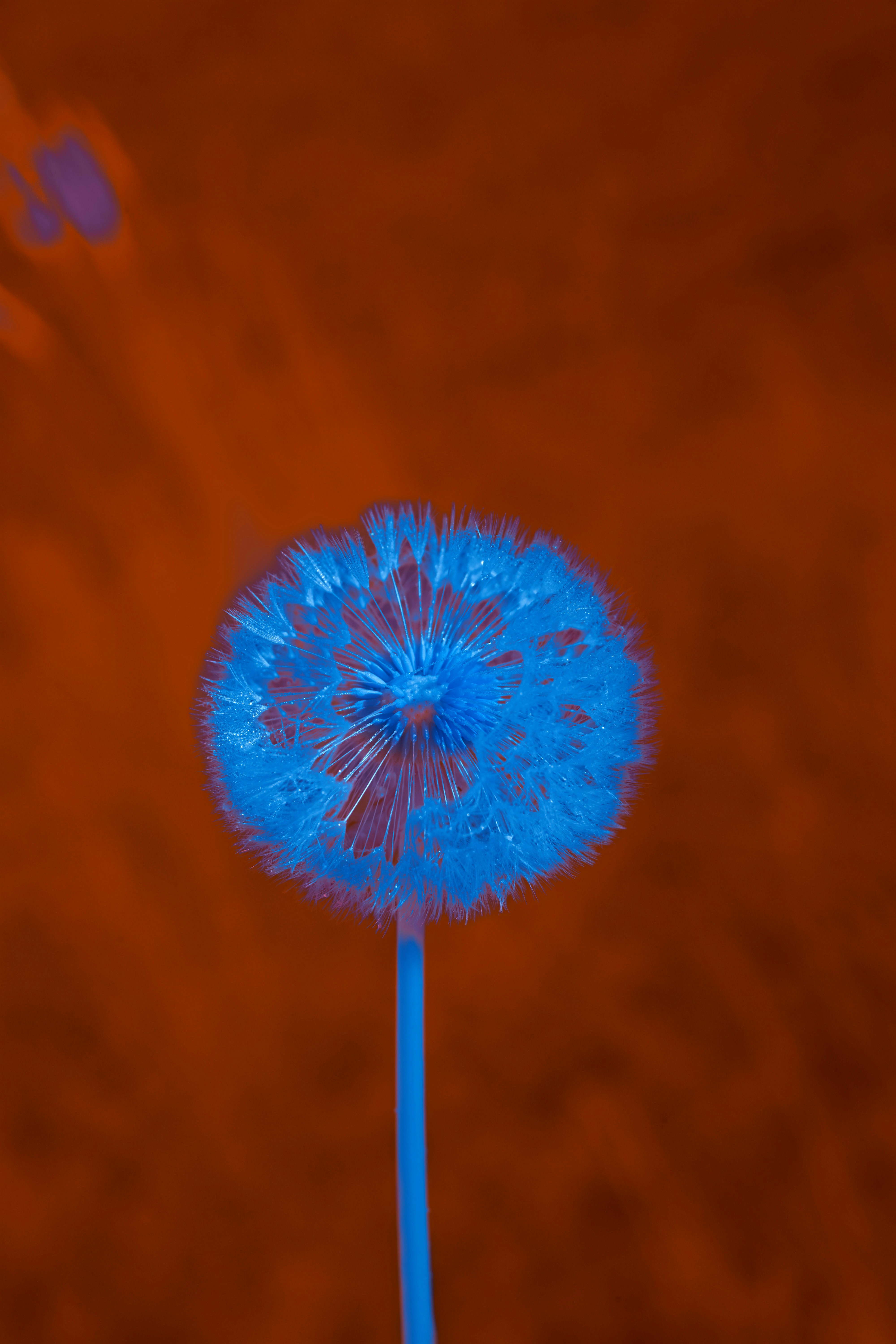 Photo by wolfgang_hasselmann