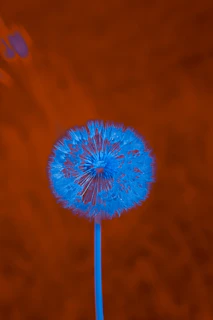 A blue dandelion against an orange background