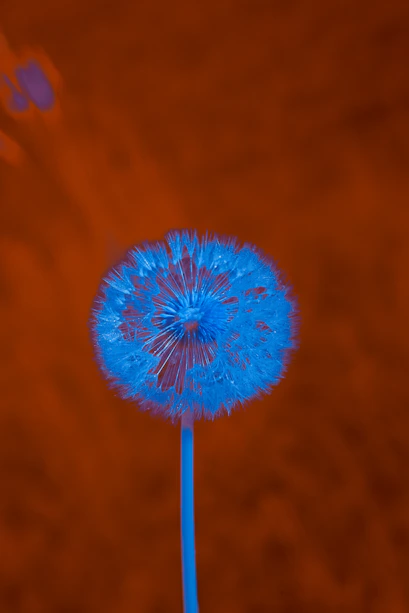 A blue dandelion against an orange background