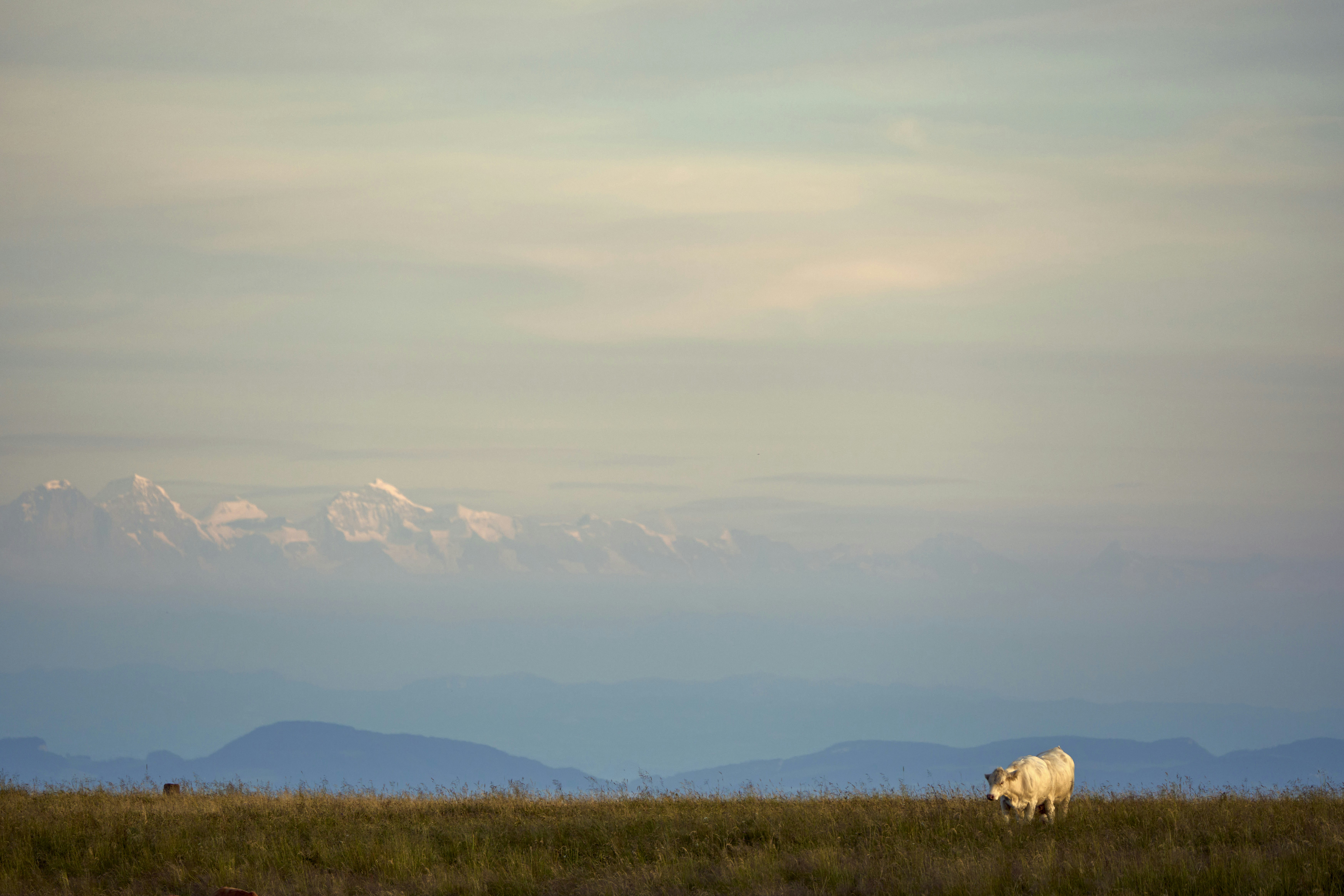 Photo by wolfgang_hasselmann