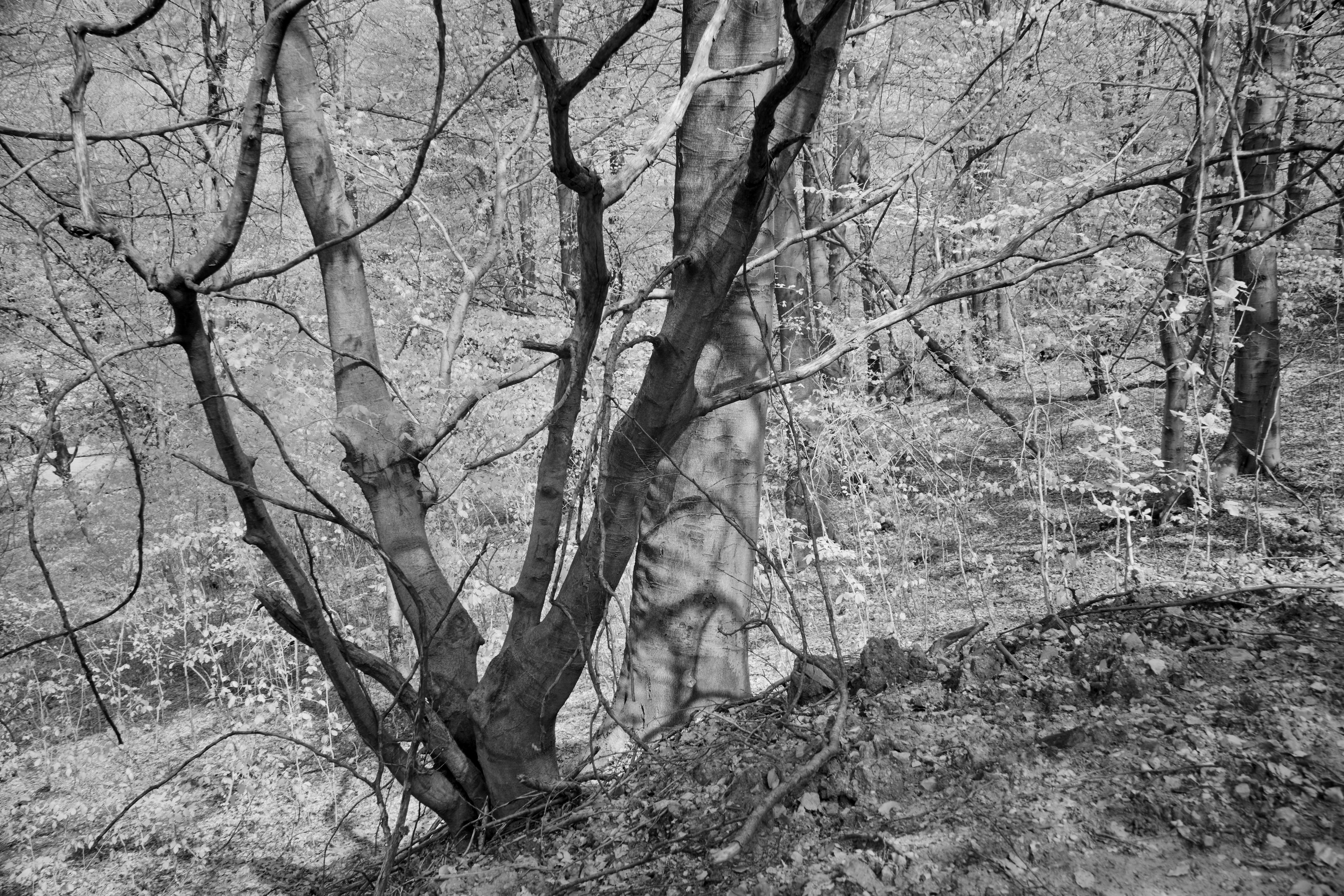 Photo by wolfgang_hasselmann