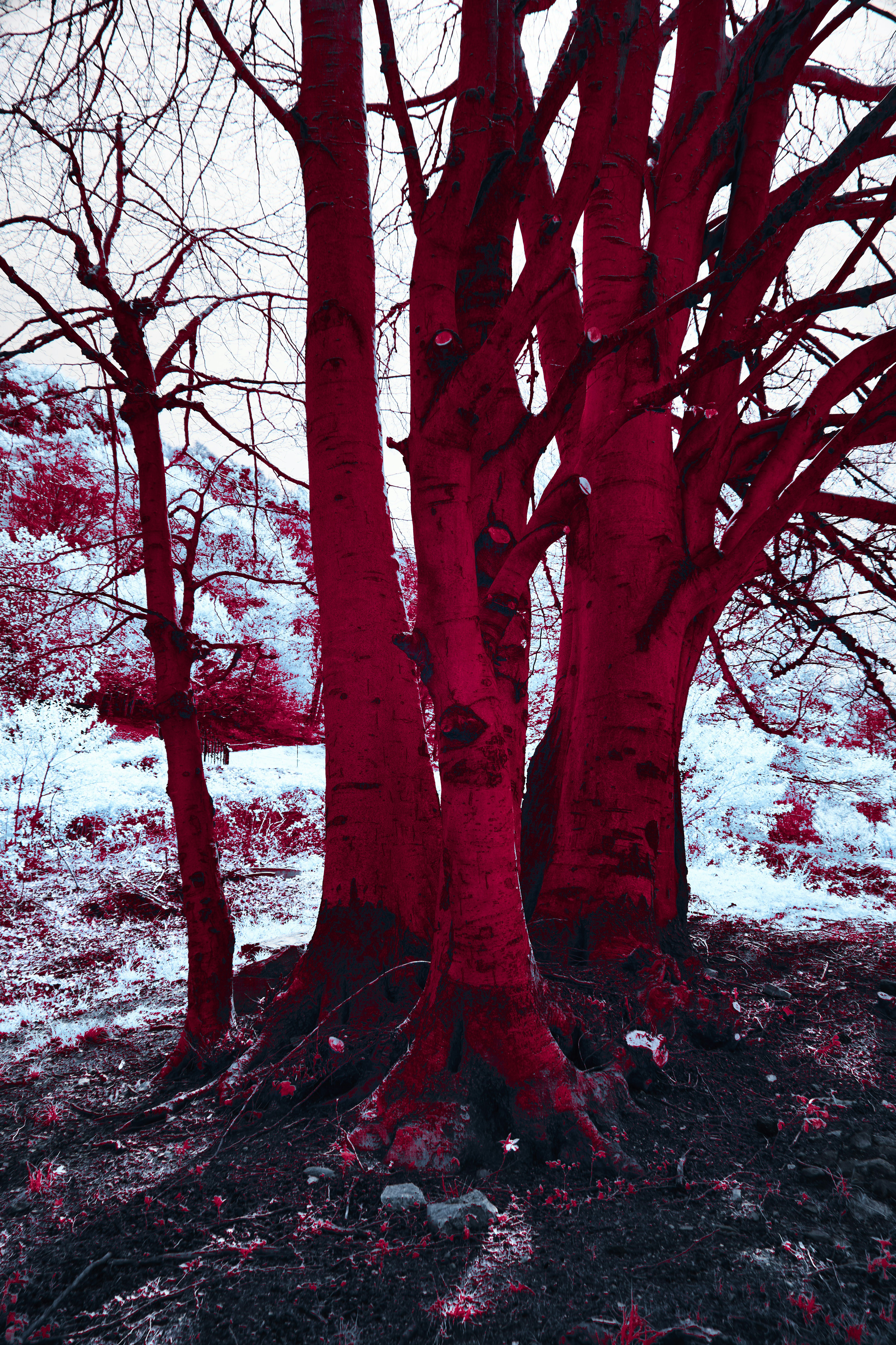 Photo by wolfgang_hasselmann