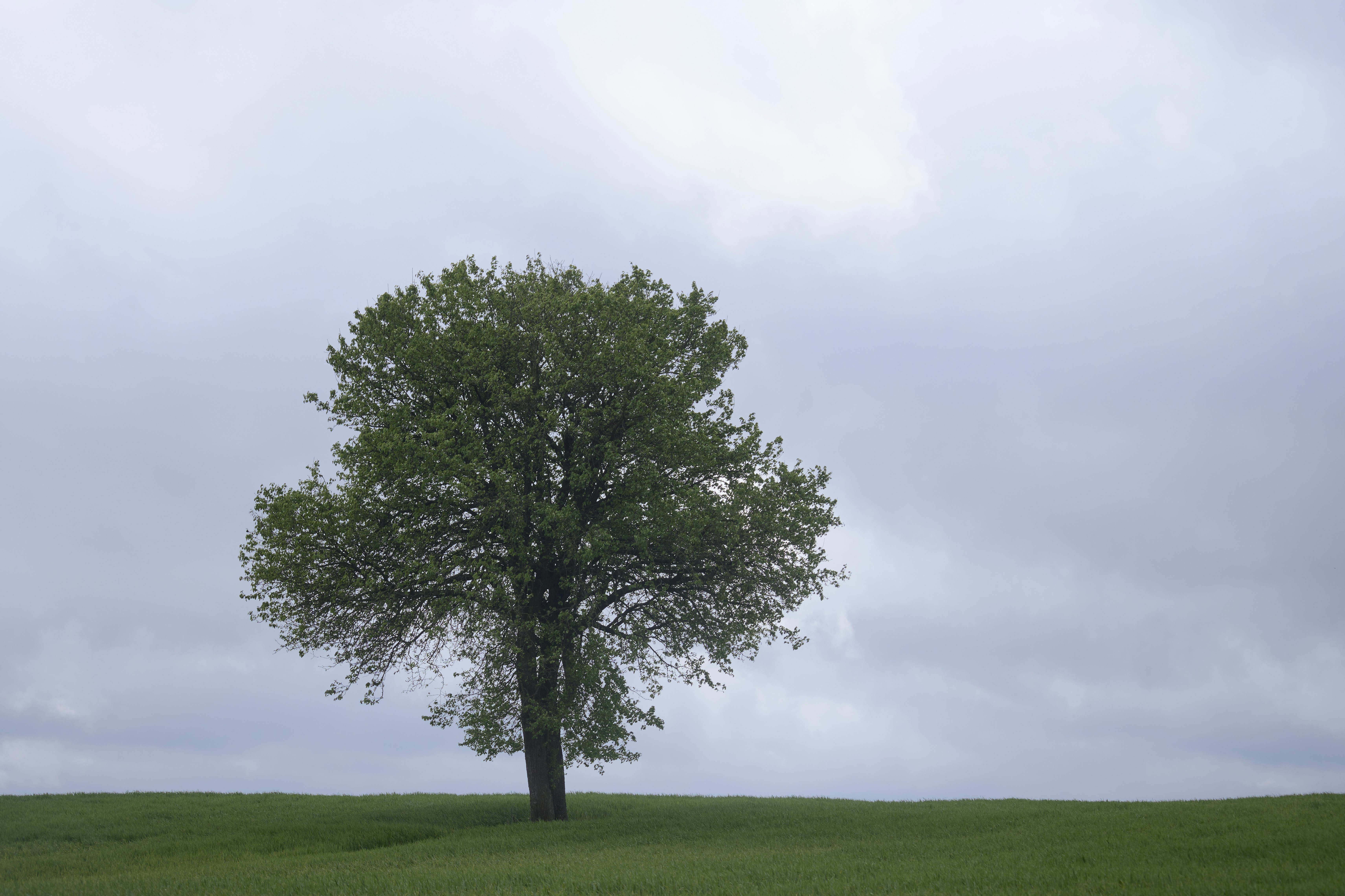 Photo by wolfgang_hasselmann