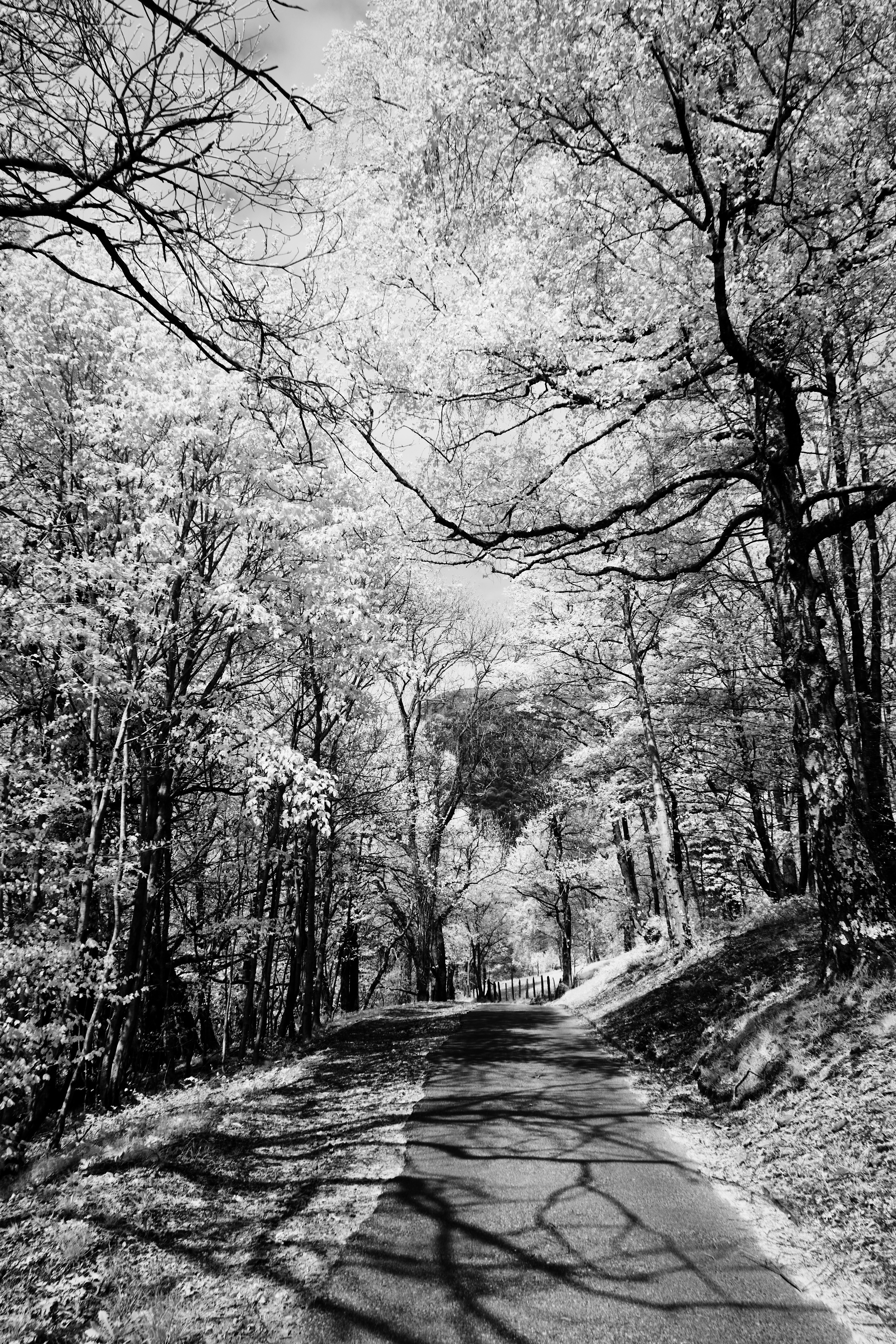 Photo by wolfgang_hasselmann