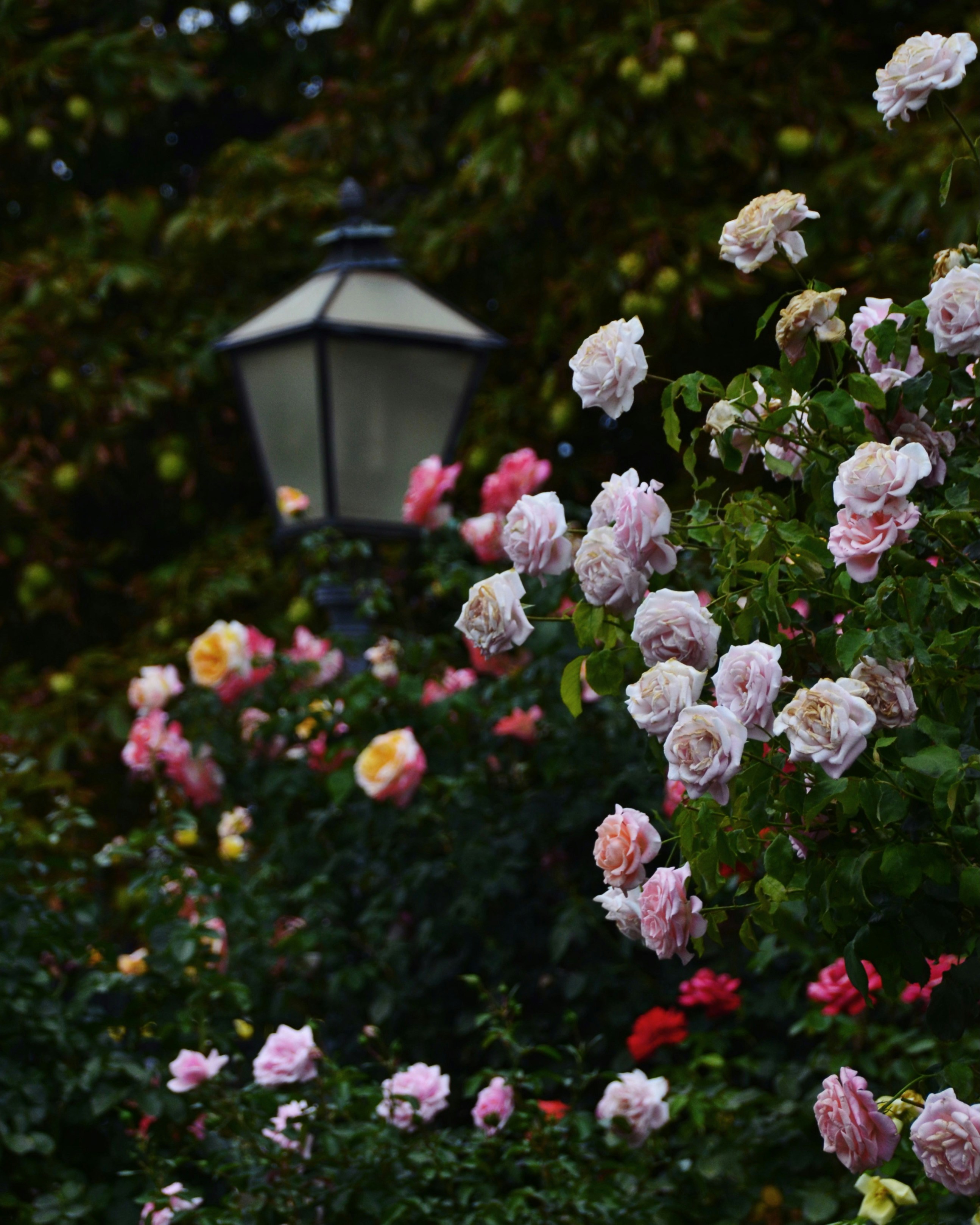 Photo by samanthaferraretto