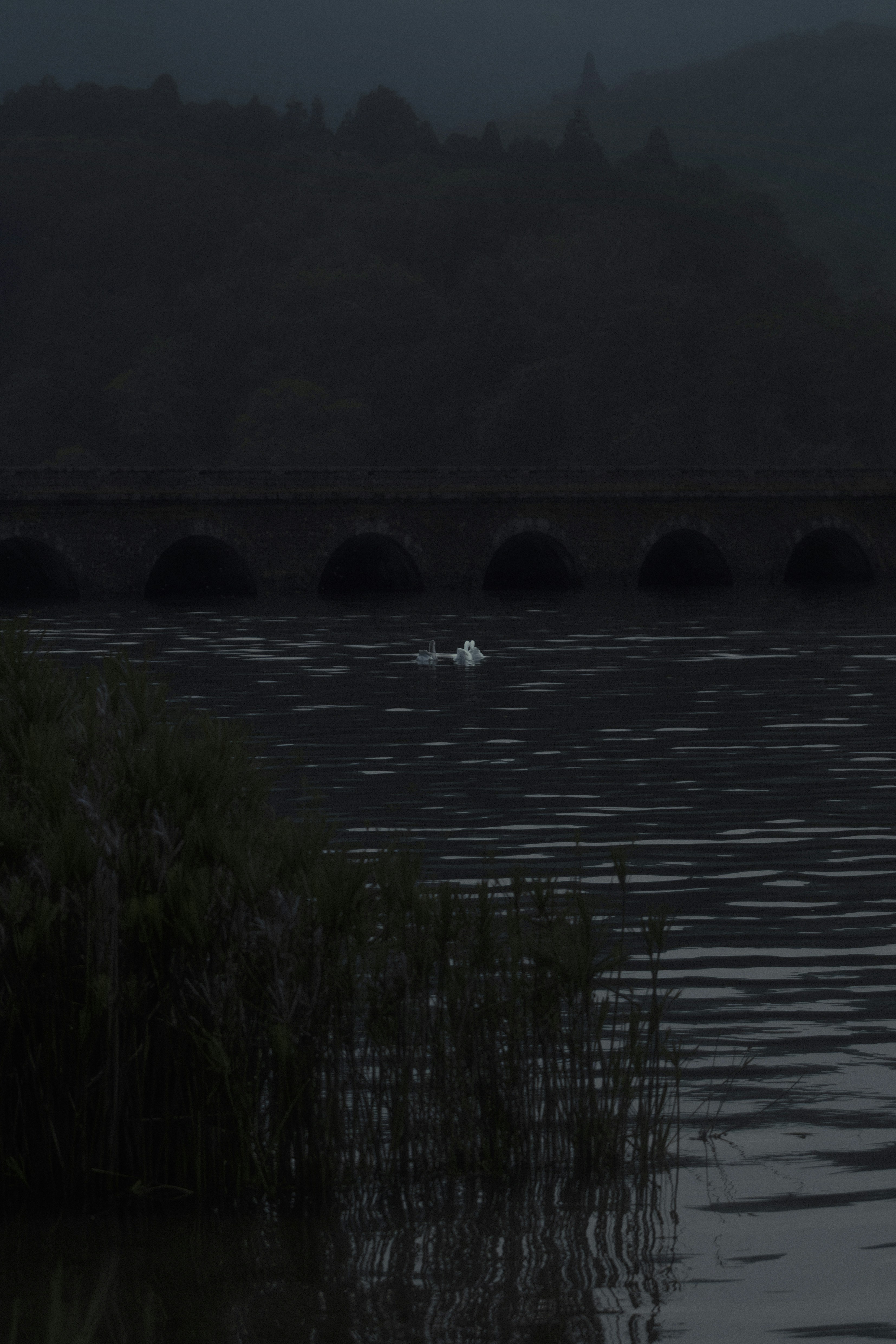 A white swan swims in a dark river at dusk.