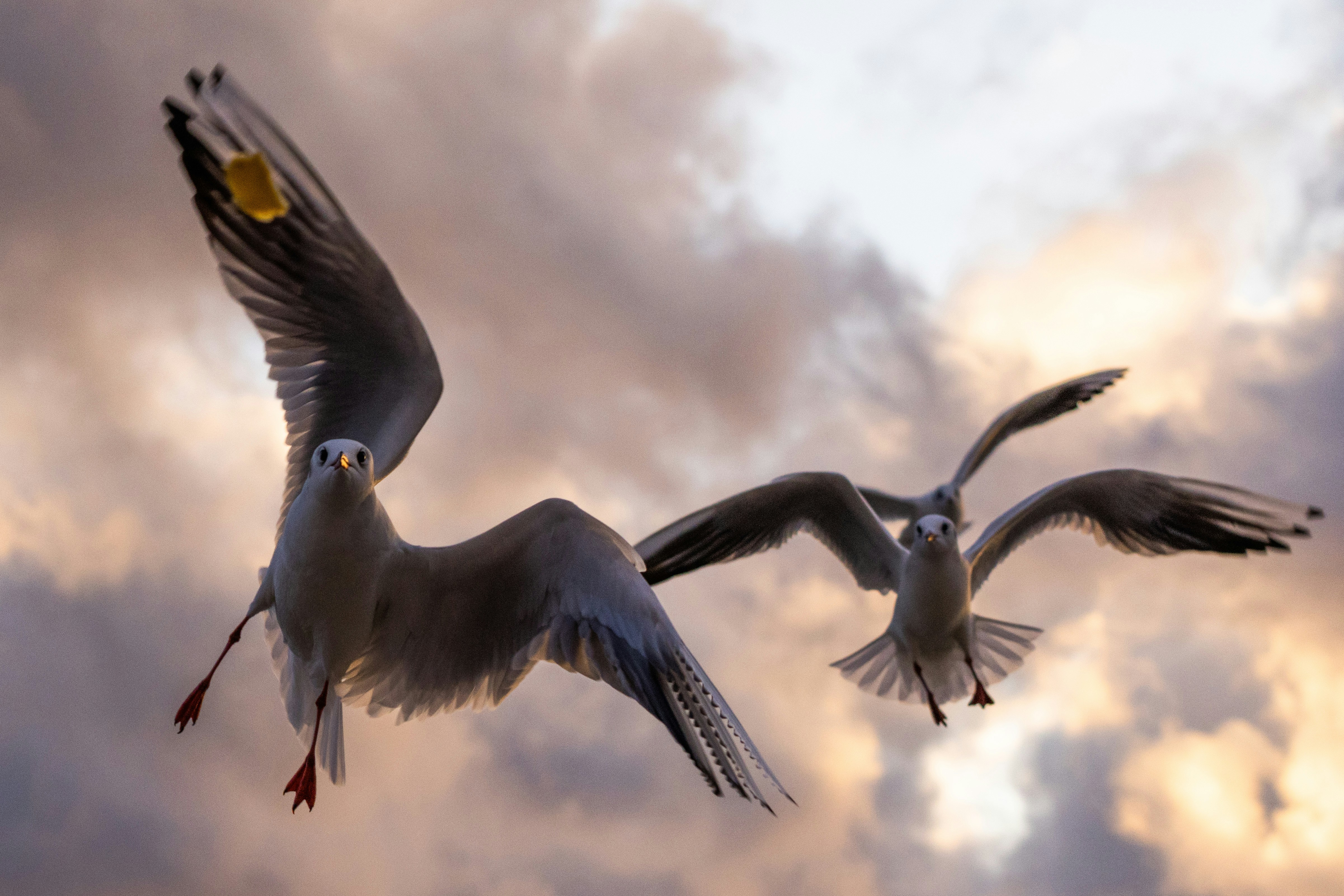 Two seagulls flying against a cloudy sky
