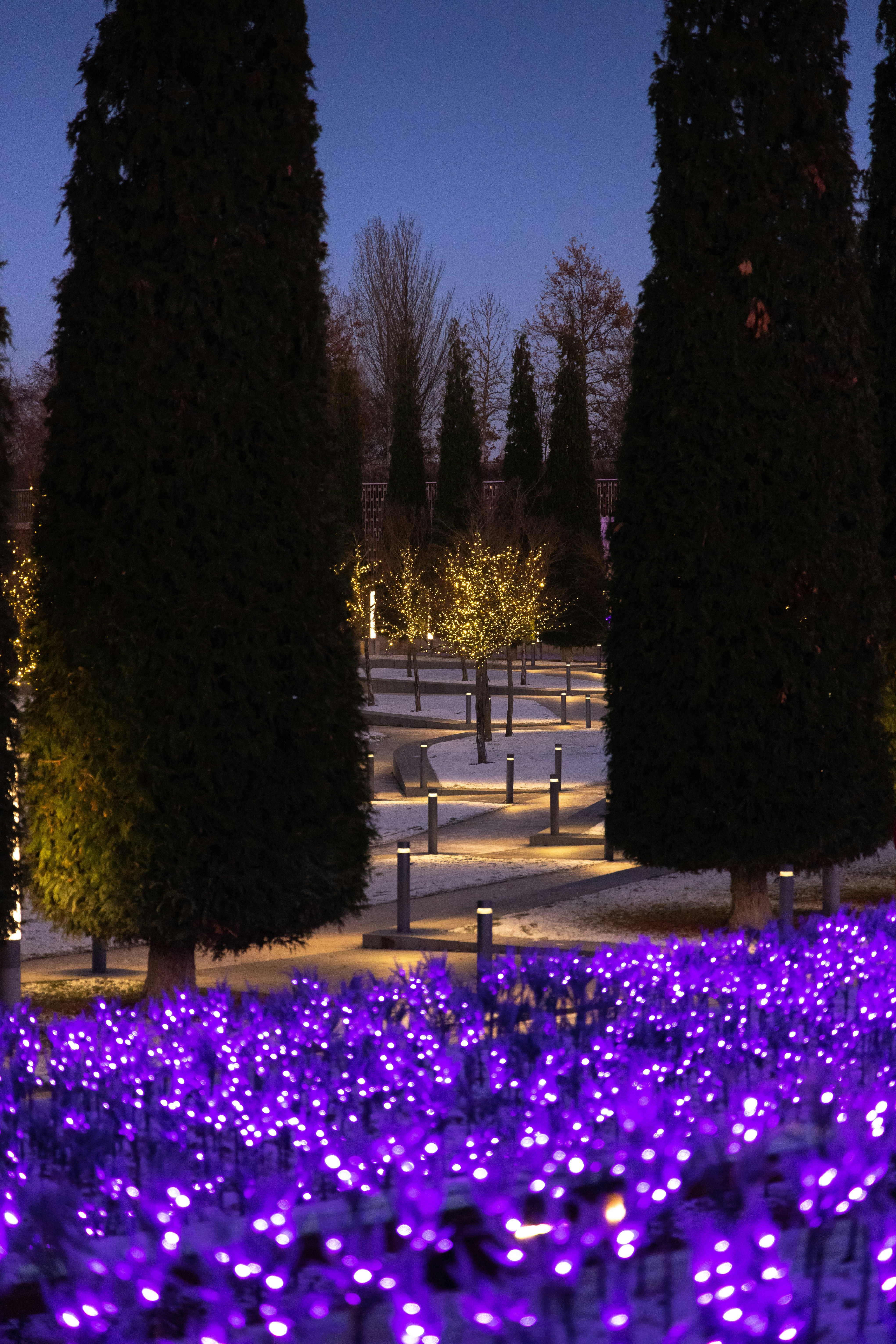 Garden path with purple lights and tall trees at dusk